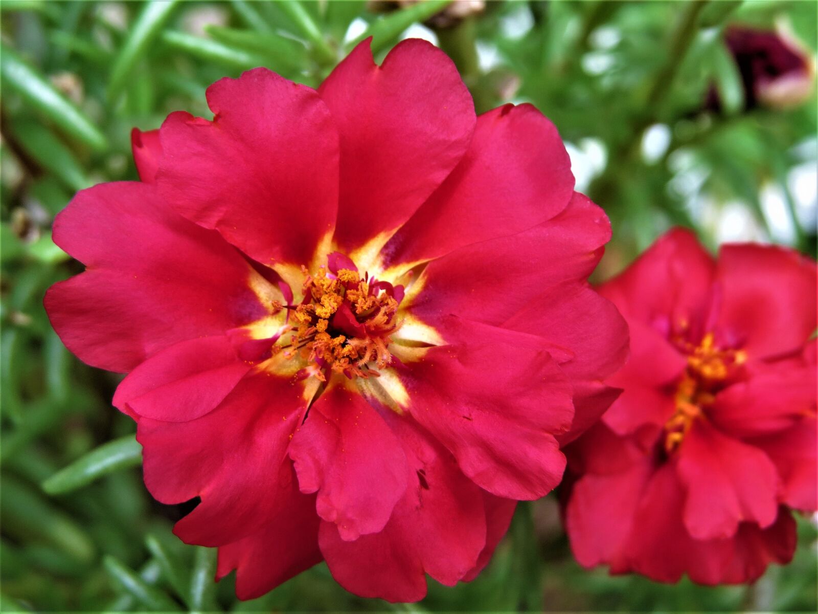 Canon PowerShot SX50 HS sample photo. Flower, red, yellow photography