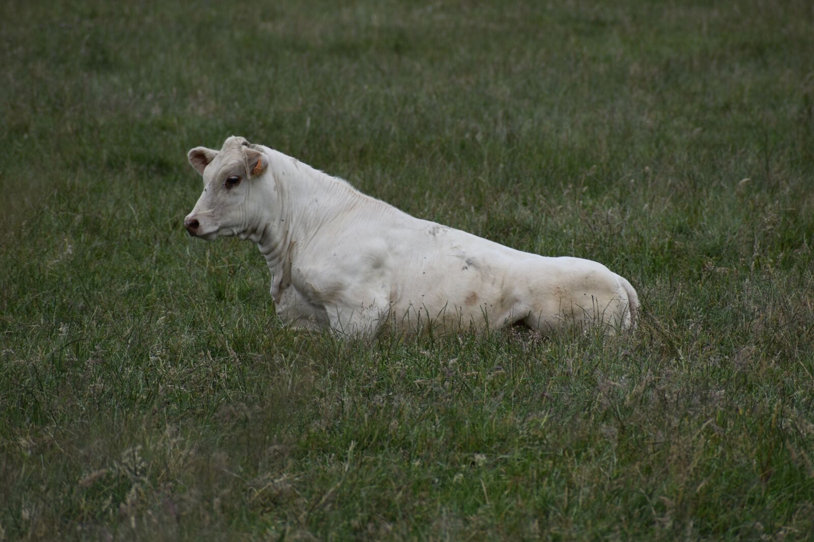 Nikon D3500 sample photo. Cow, calf, pre photography