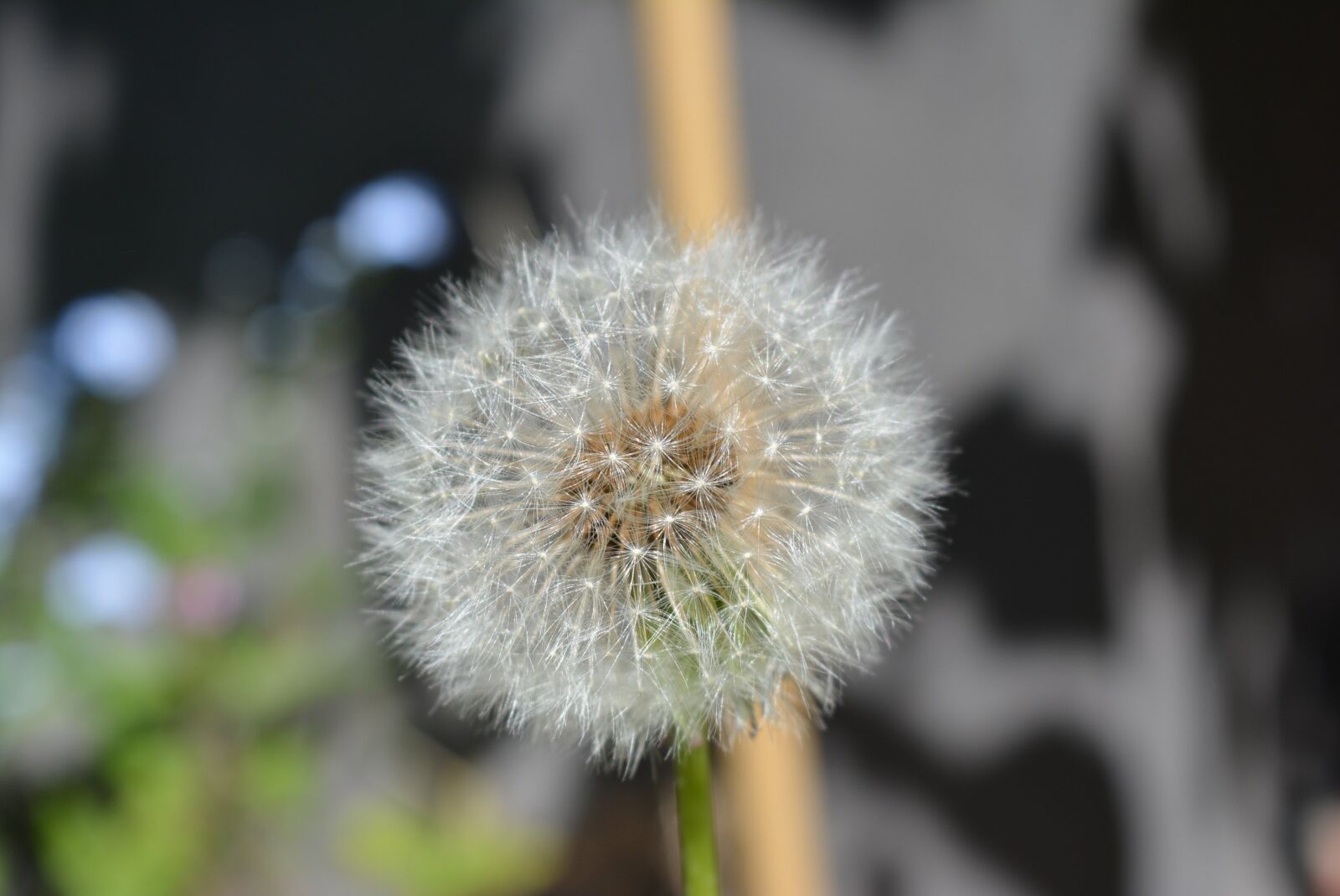 Nikon D5200 sample photo. Dandelion, dandelion seeds, nature photography