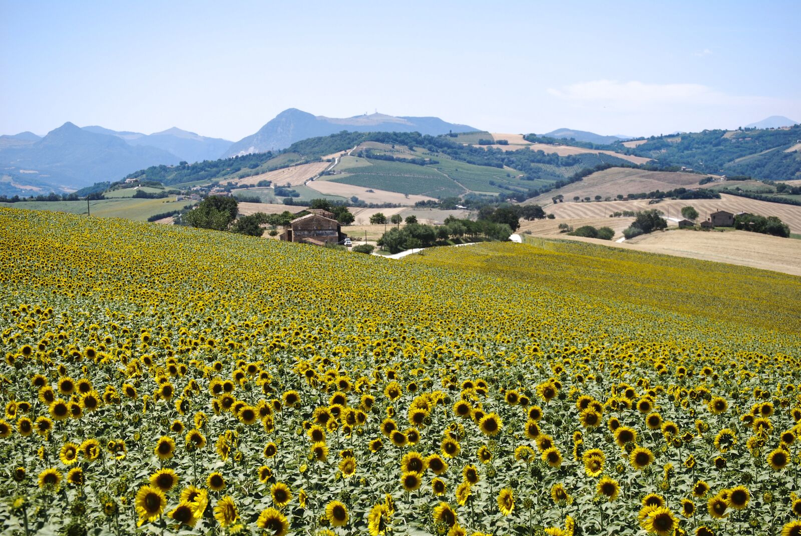Nikon D60 sample photo. Sunflowers, field, campaign photography