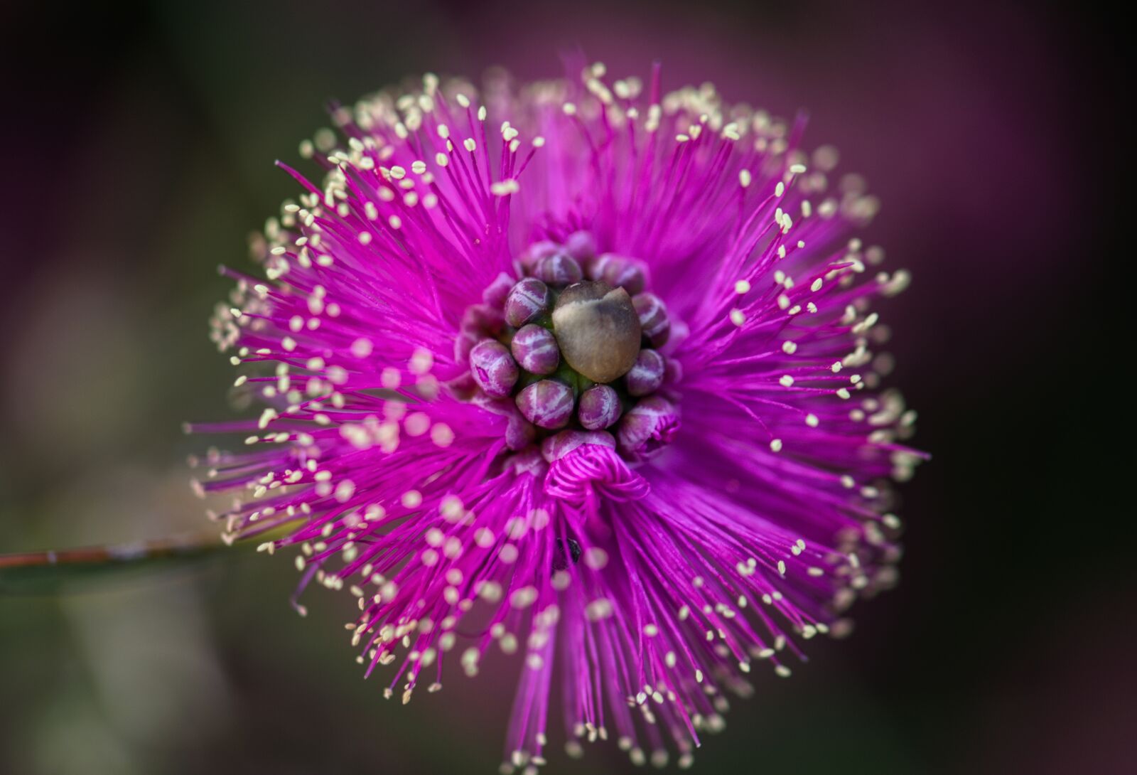 Nikon D3300 sample photo. Flower, purple, natives photography