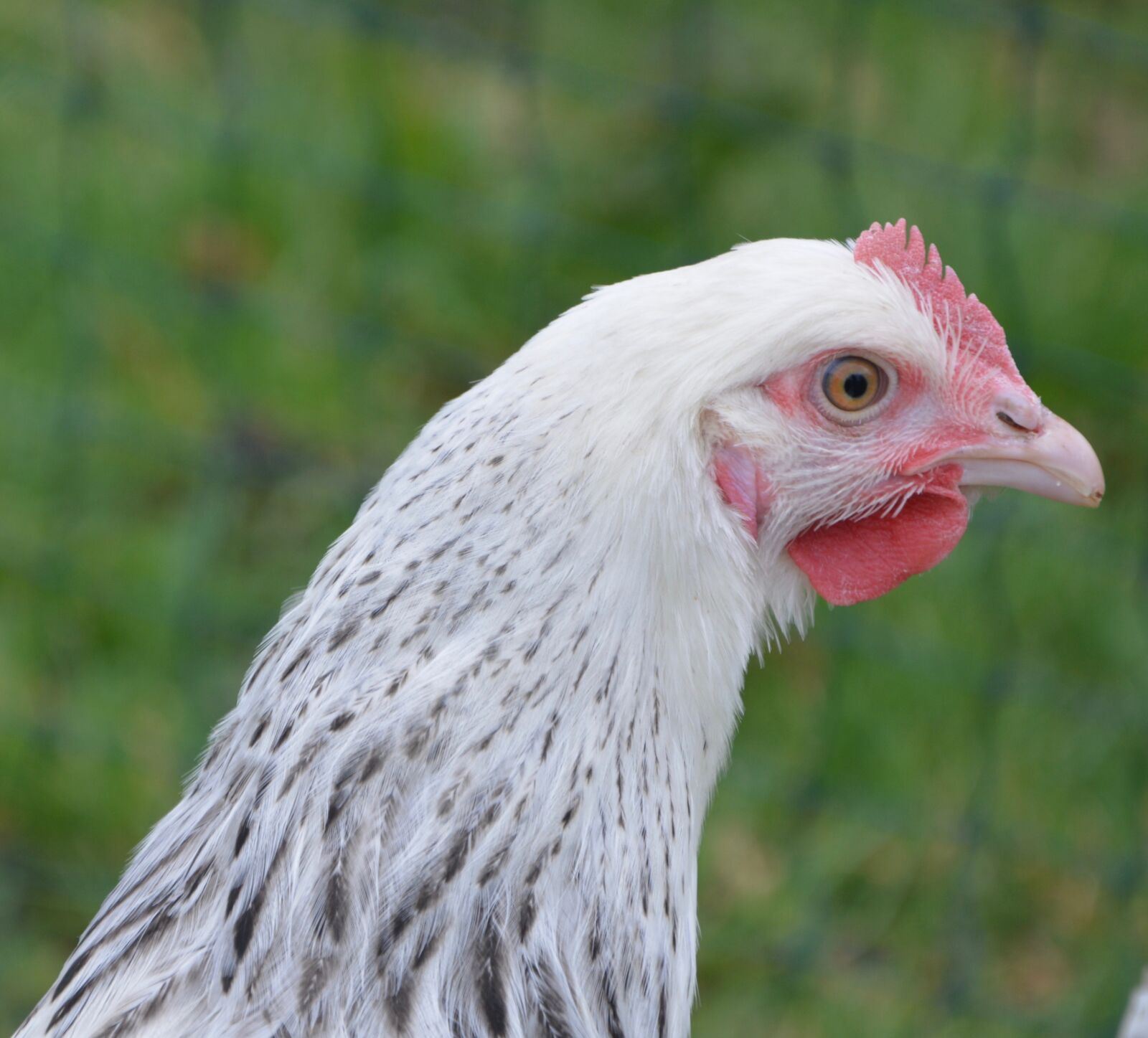 Nikon D5200 sample photo. Hen sussex, laying hen photography