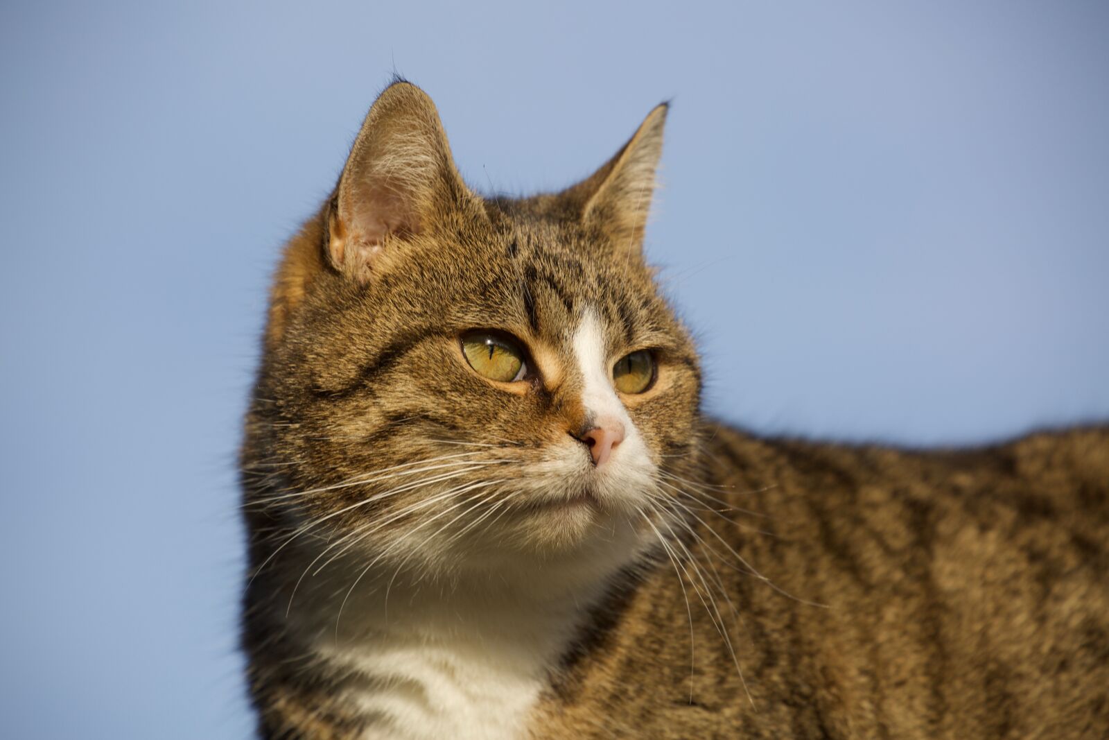 Canon EOS 5D Mark III + Canon EF 70-300mm F4-5.6L IS USM sample photo. Cute, animal, cat photography
