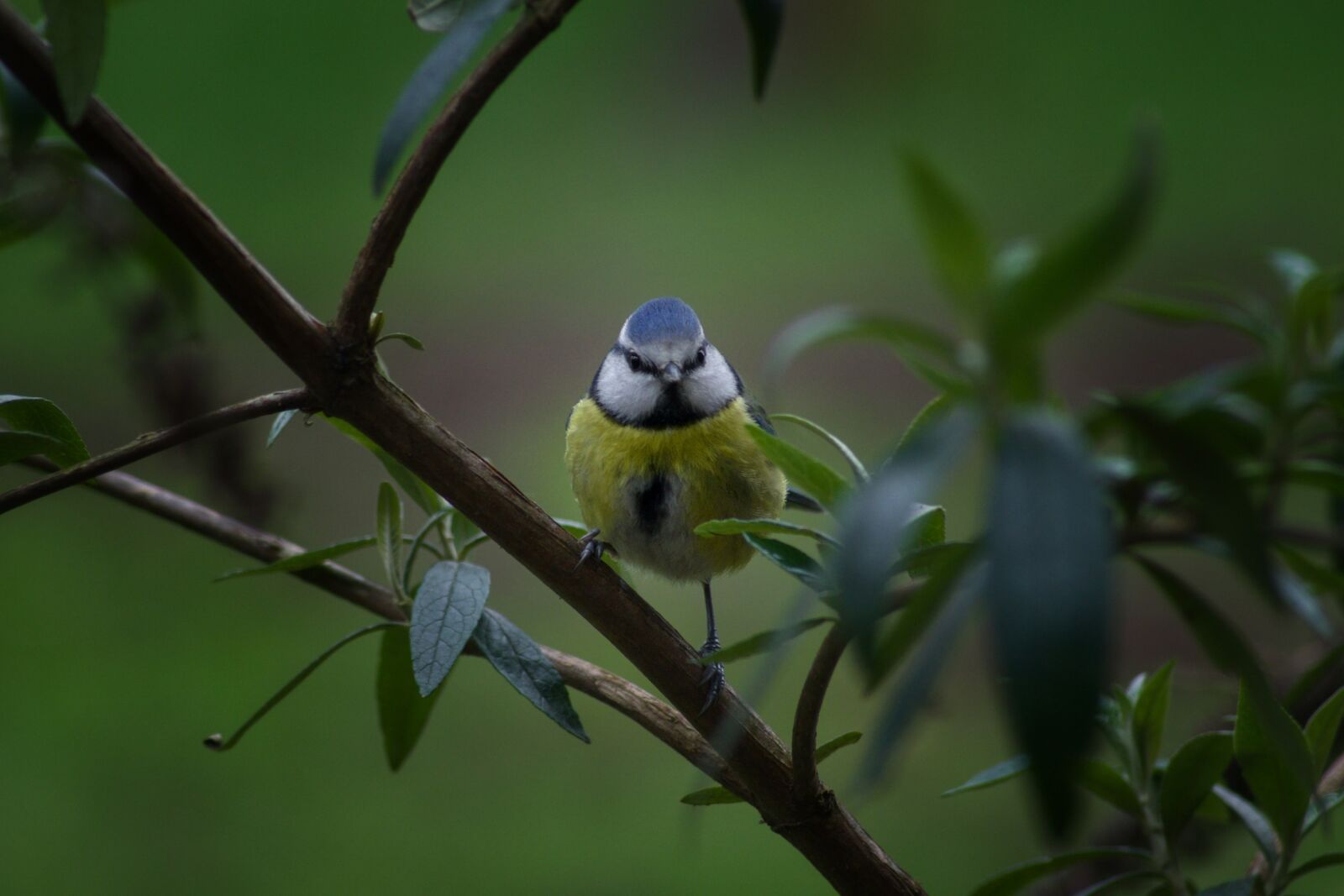 Pentax K-70 sample photo. Bird, nature, animal world photography