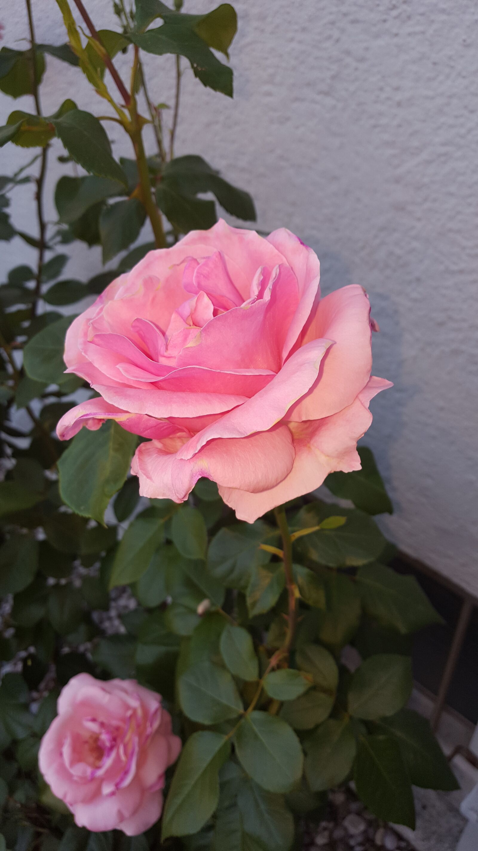 Samsung Galaxy S6 sample photo. Rose, pink, rose bloom photography