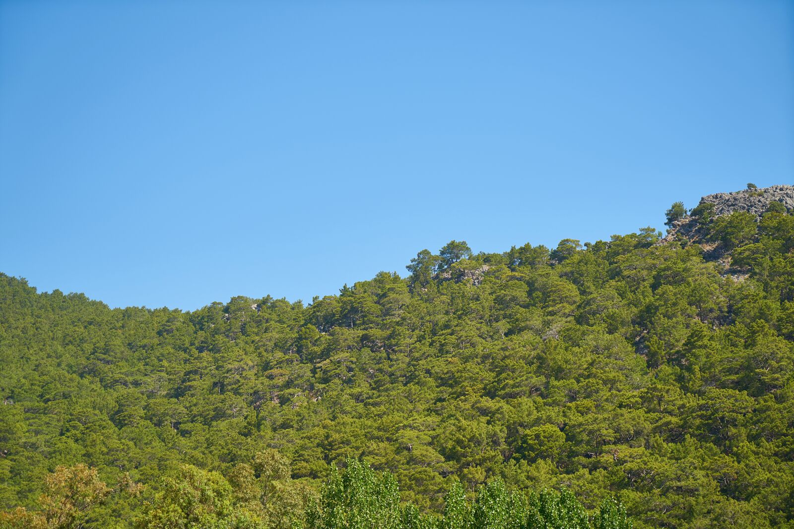 Sony a7R II + Sony Vario Tessar T* FE 24-70mm F4 ZA OSS sample photo. Nature, panoramic, tree photography