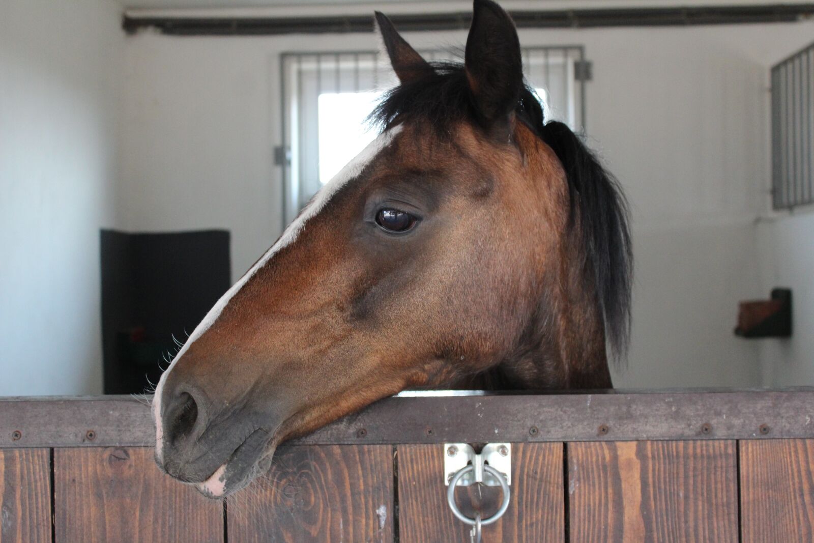 Canon EOS 1200D (EOS Rebel T5 / EOS Kiss X70 / EOS Hi) sample photo. The horse, stable, mare photography