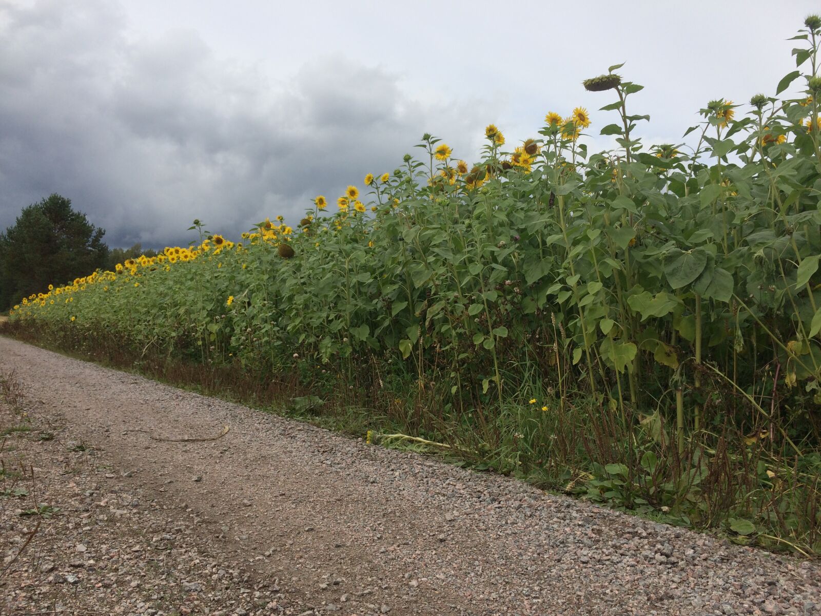 Apple iPhone 5s sample photo. Sunflower, rk, image photography