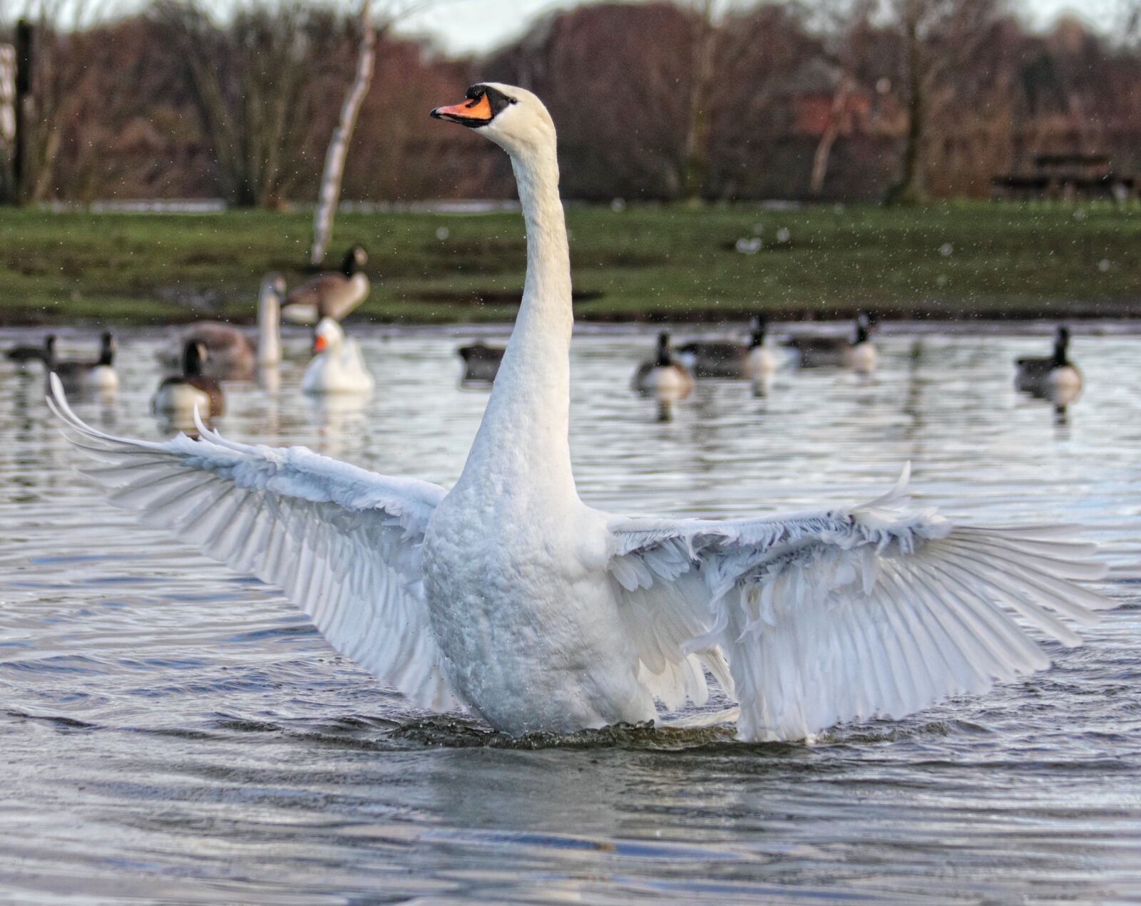 Canon EOS 550D (EOS Rebel T2i / EOS Kiss X4) sample photo. Animals, birds, elegant, feathers photography