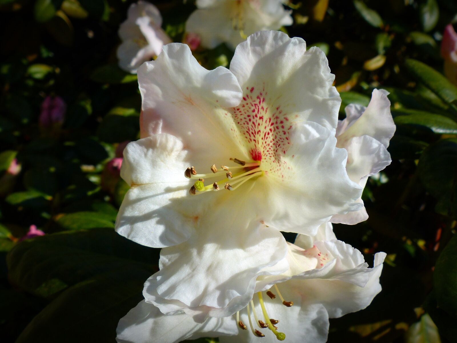 Panasonic Lumix DMC-FZ200 sample photo. Flower, blossom, bloom photography