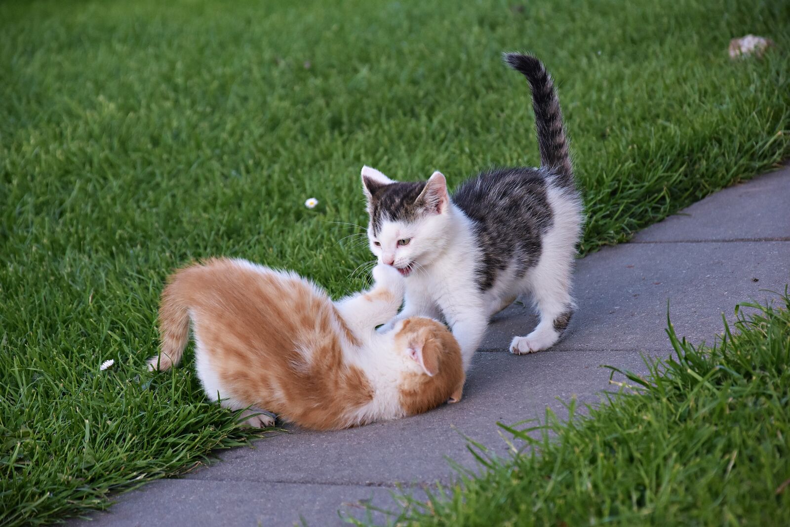 Nikon D3400 sample photo. Grass, cute, animal photography