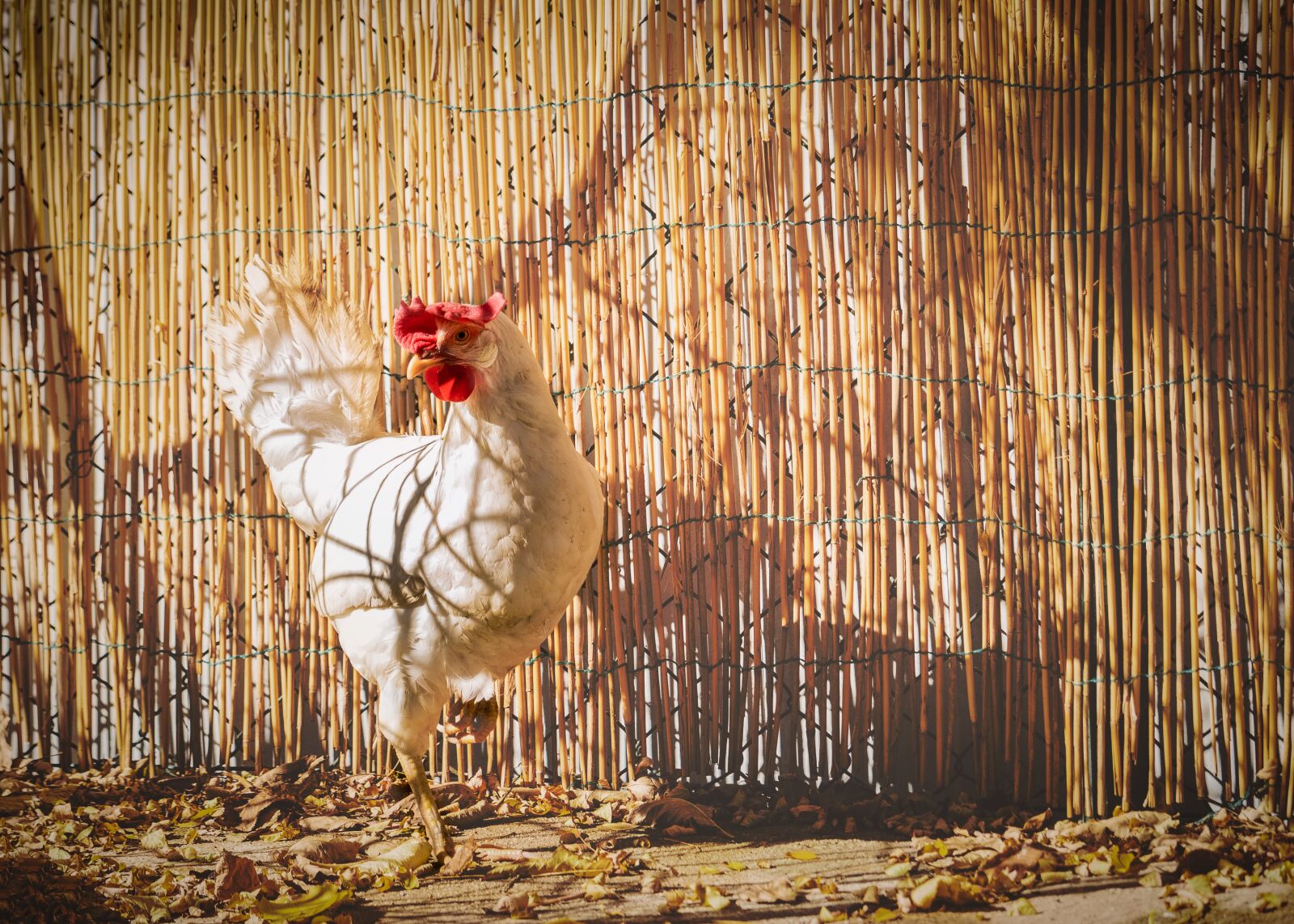 Canon EF-S 55-250mm F4-5.6 IS STM sample photo. Hen, birds, chicken photography