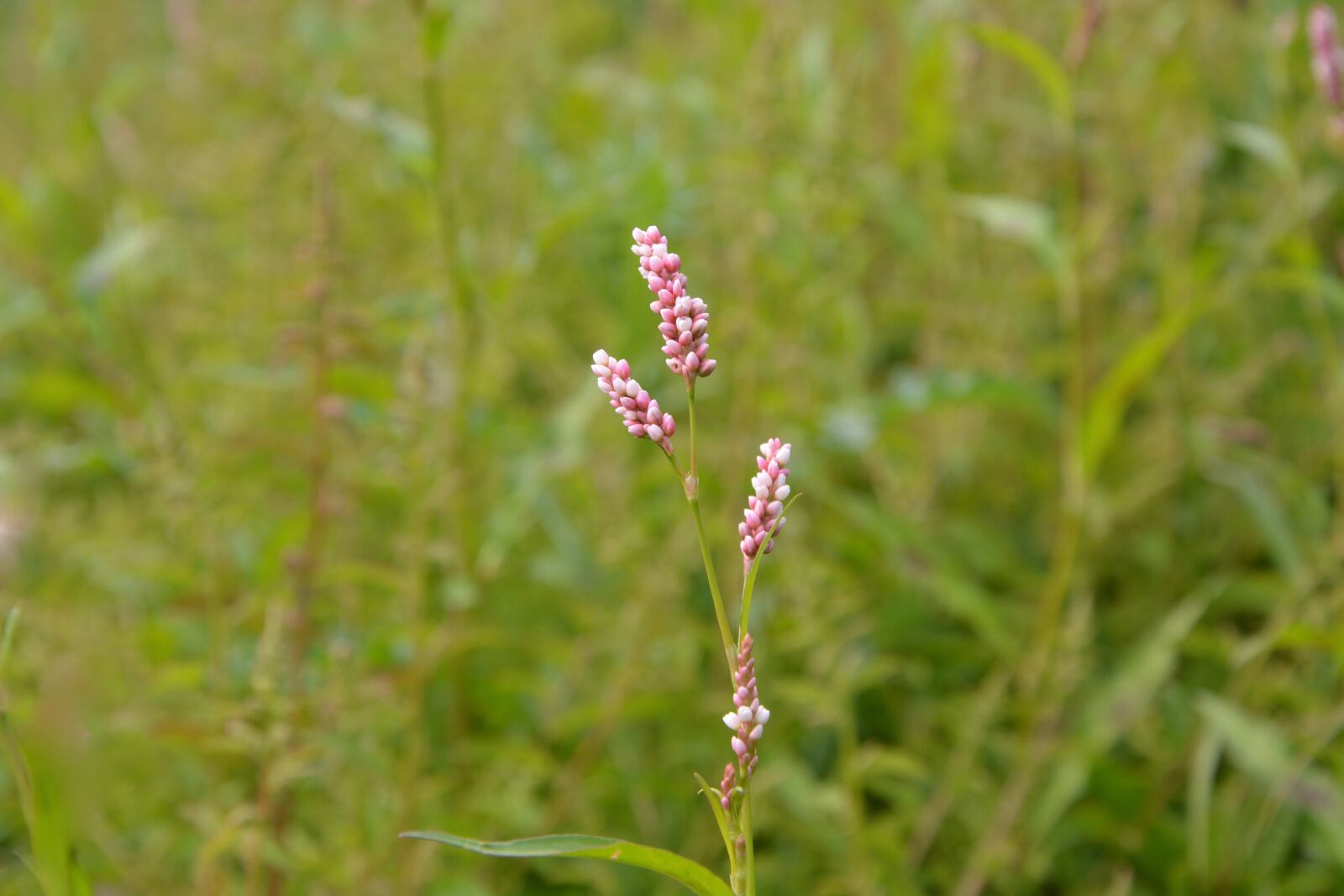 Nikon D5200 sample photo. Pink flowers, high grass photography