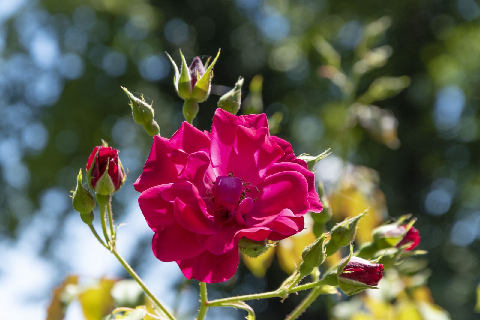 Nikon D5600 sample photo. Rose, flower, blossom photography