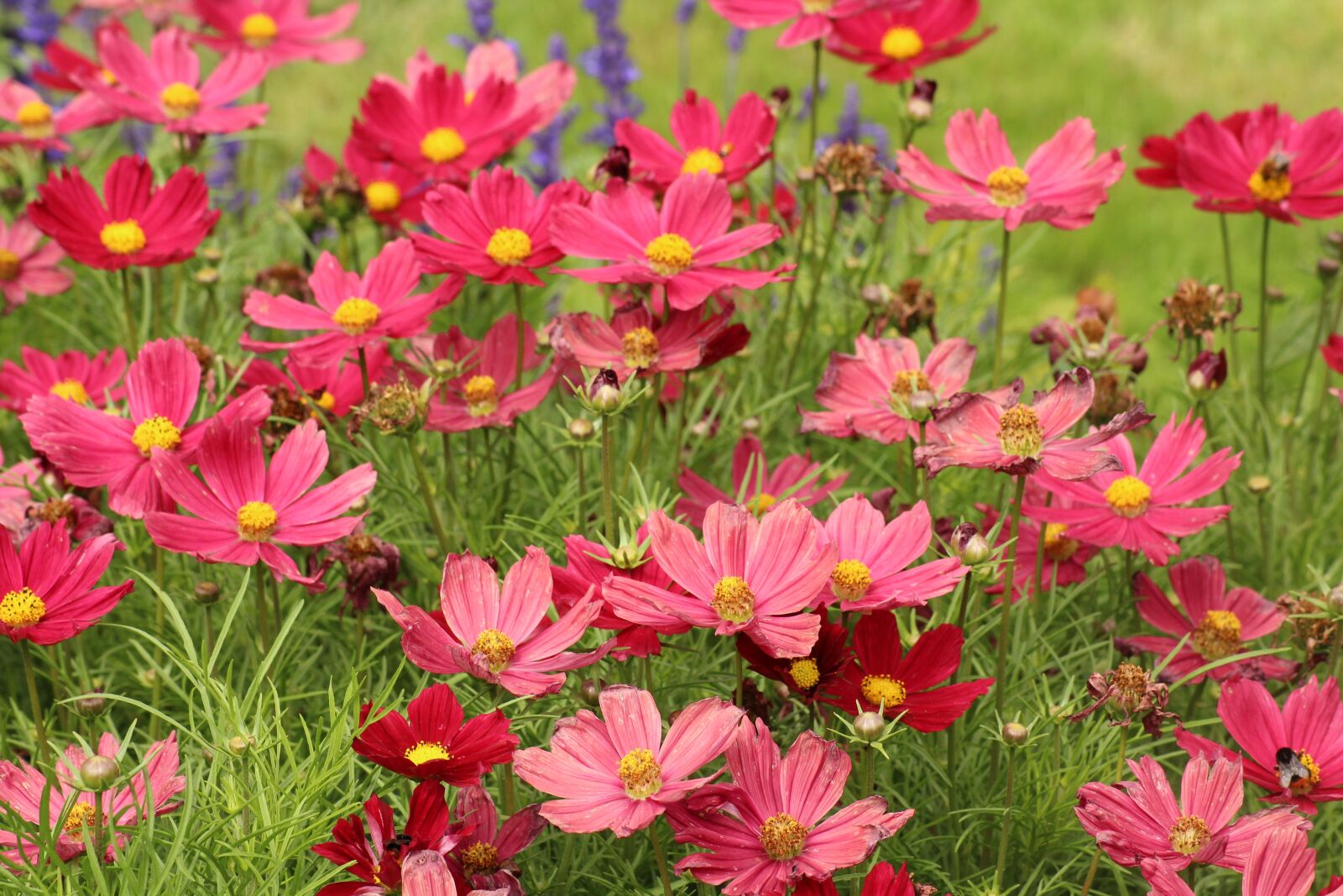 Canon EOS 1200D (EOS Rebel T5 / EOS Kiss X70 / EOS Hi) sample photo. Flowers, vegetation, cosmos photography