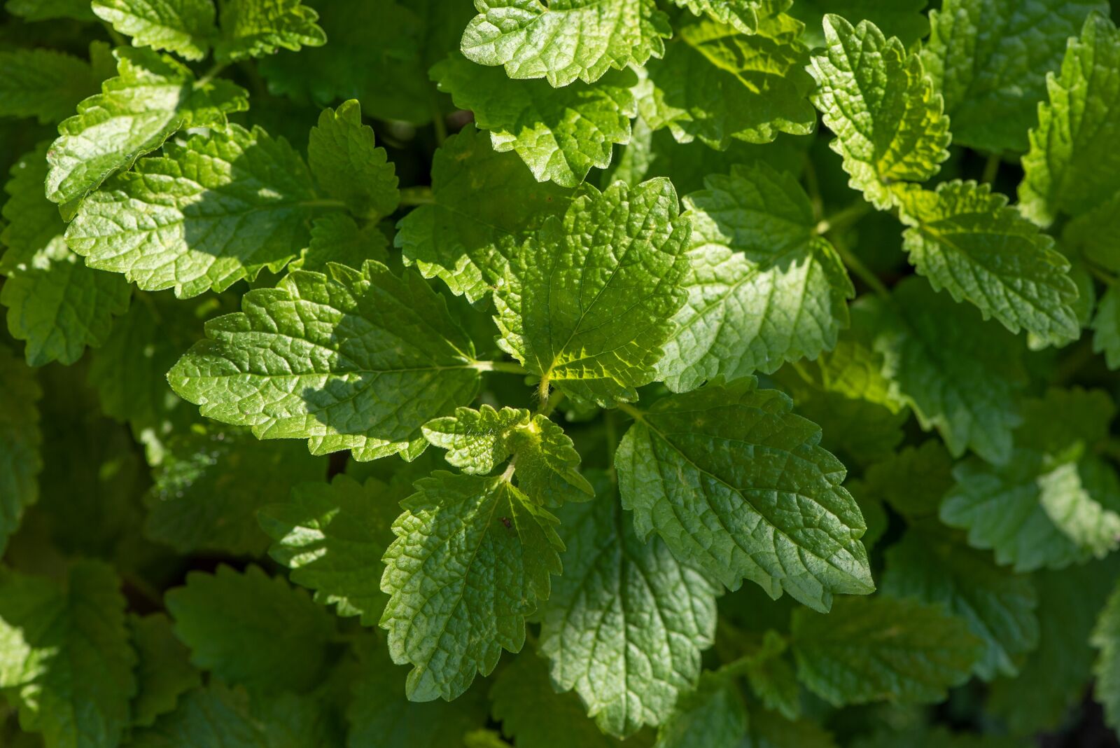 Nikon D750 sample photo. Balm, green, garden photography