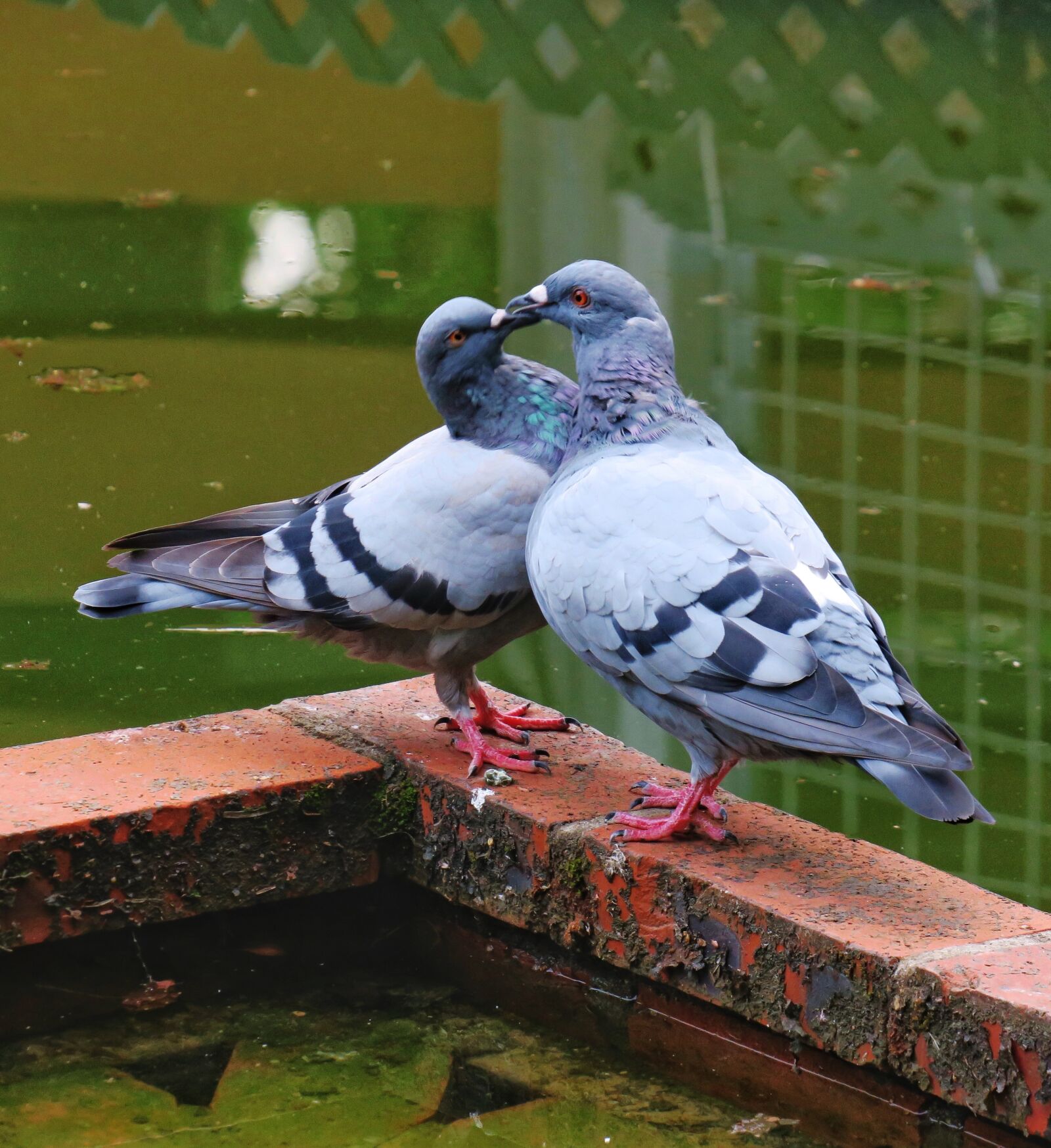 Canon PowerShot G3 X sample photo. Bird, wildlife, animal photography