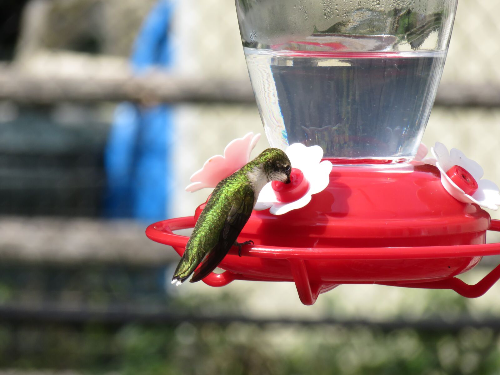 Canon PowerShot SX710 HS sample photo. Hummingbird, bird, feeder photography