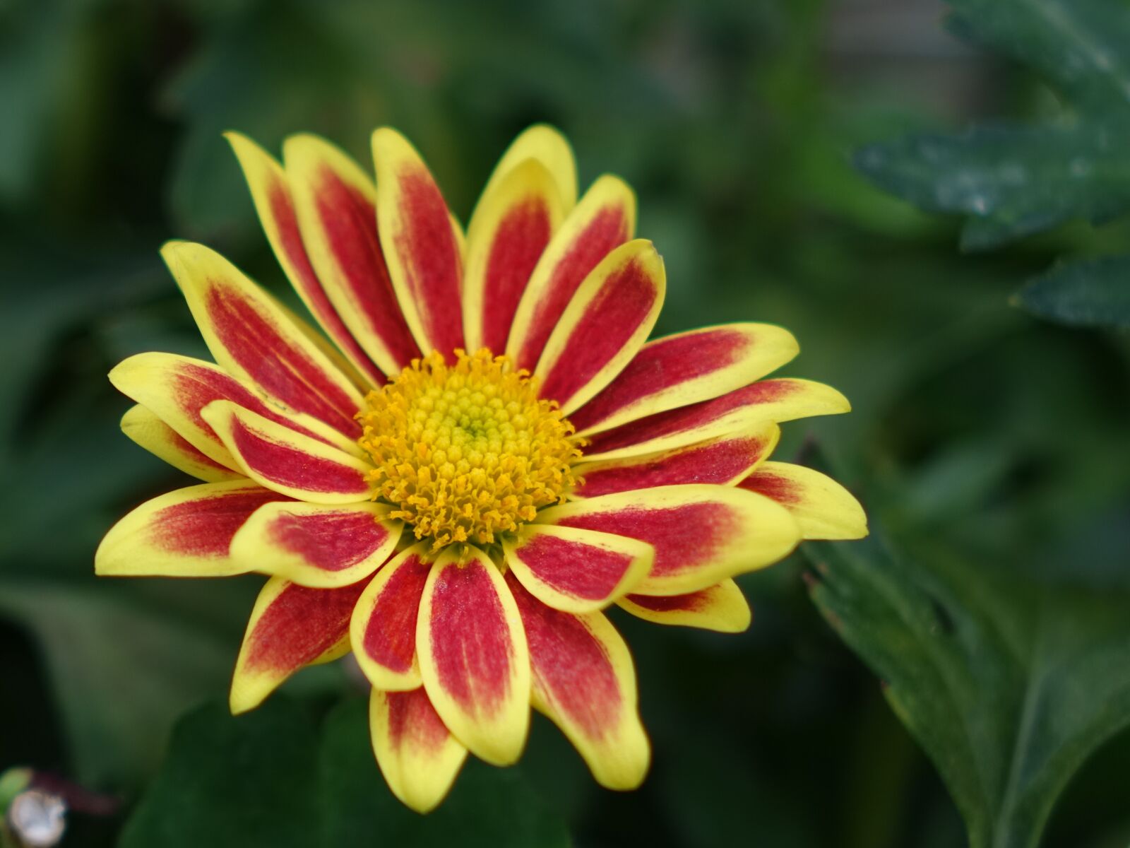 Sony Cyber-shot DSC-RX10 sample photo. Zhang ju, african sun-ju photography