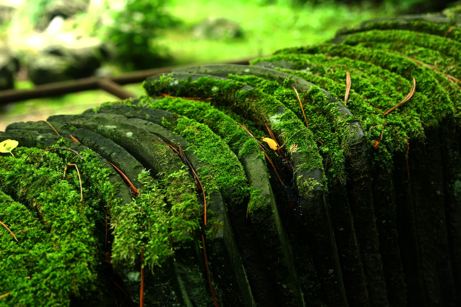 Canon EOS 40D sample photo. Roof tile, moss, nature photography