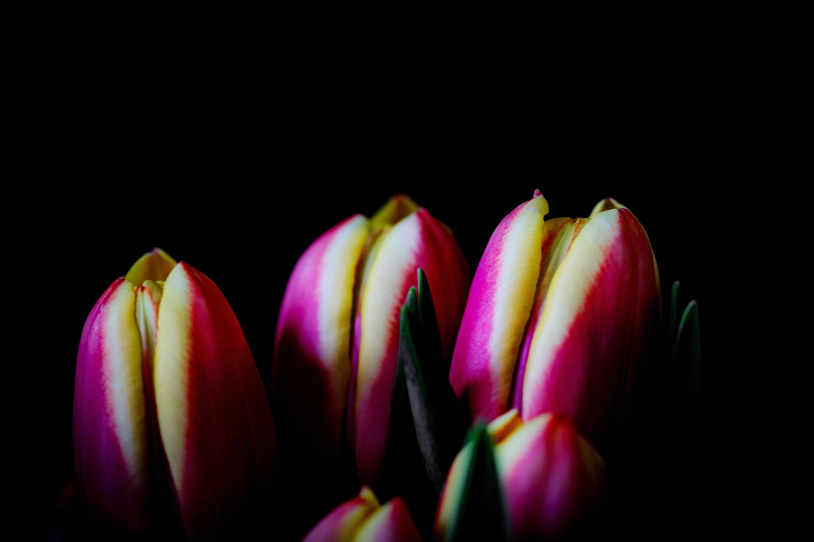 Canon EOS 600D (Rebel EOS T3i / EOS Kiss X5) sample photo. Tulip, flower, nature photography