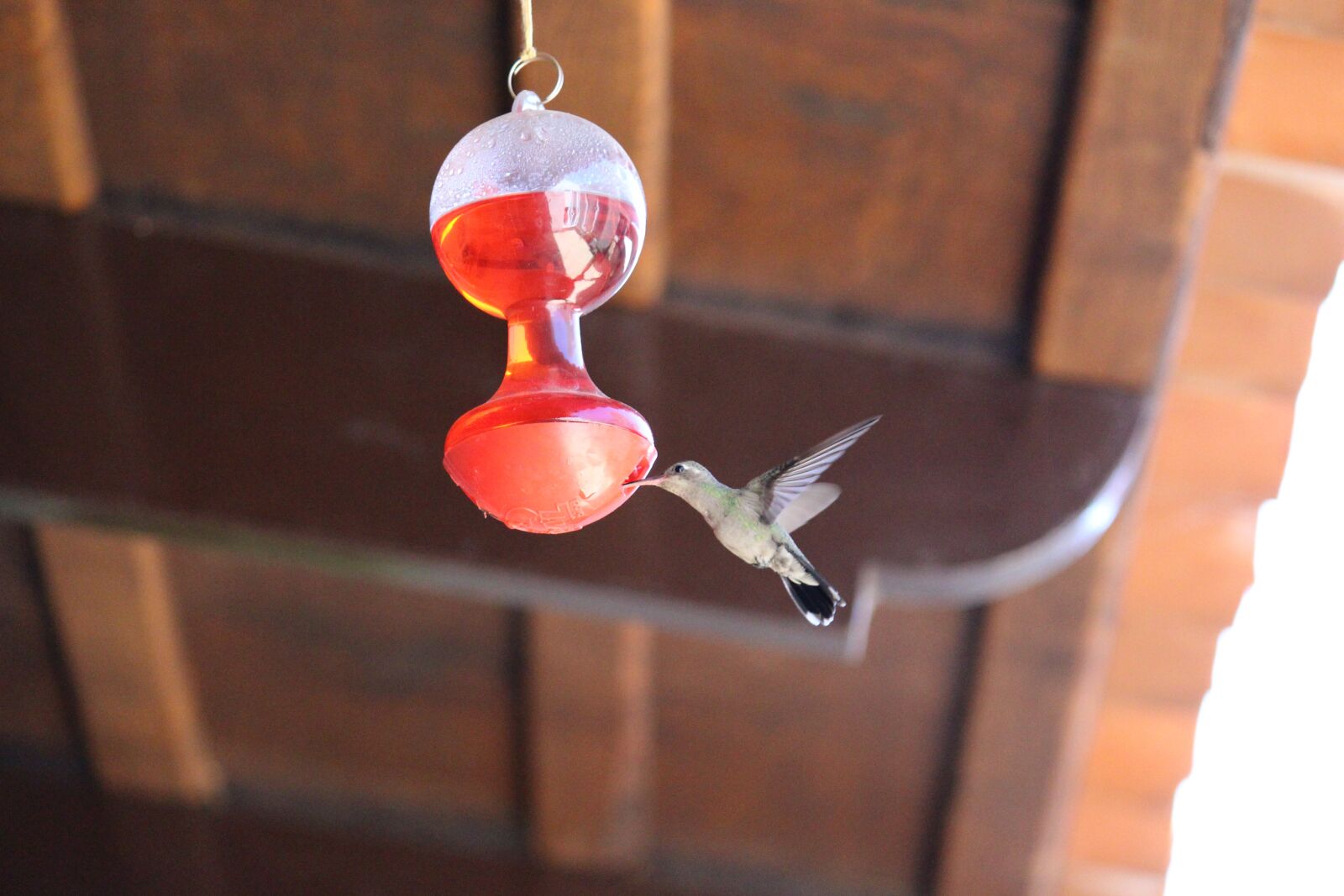Canon EOS 700D (EOS Rebel T5i / EOS Kiss X7i) sample photo. Awesome, hummingbird, nature photography