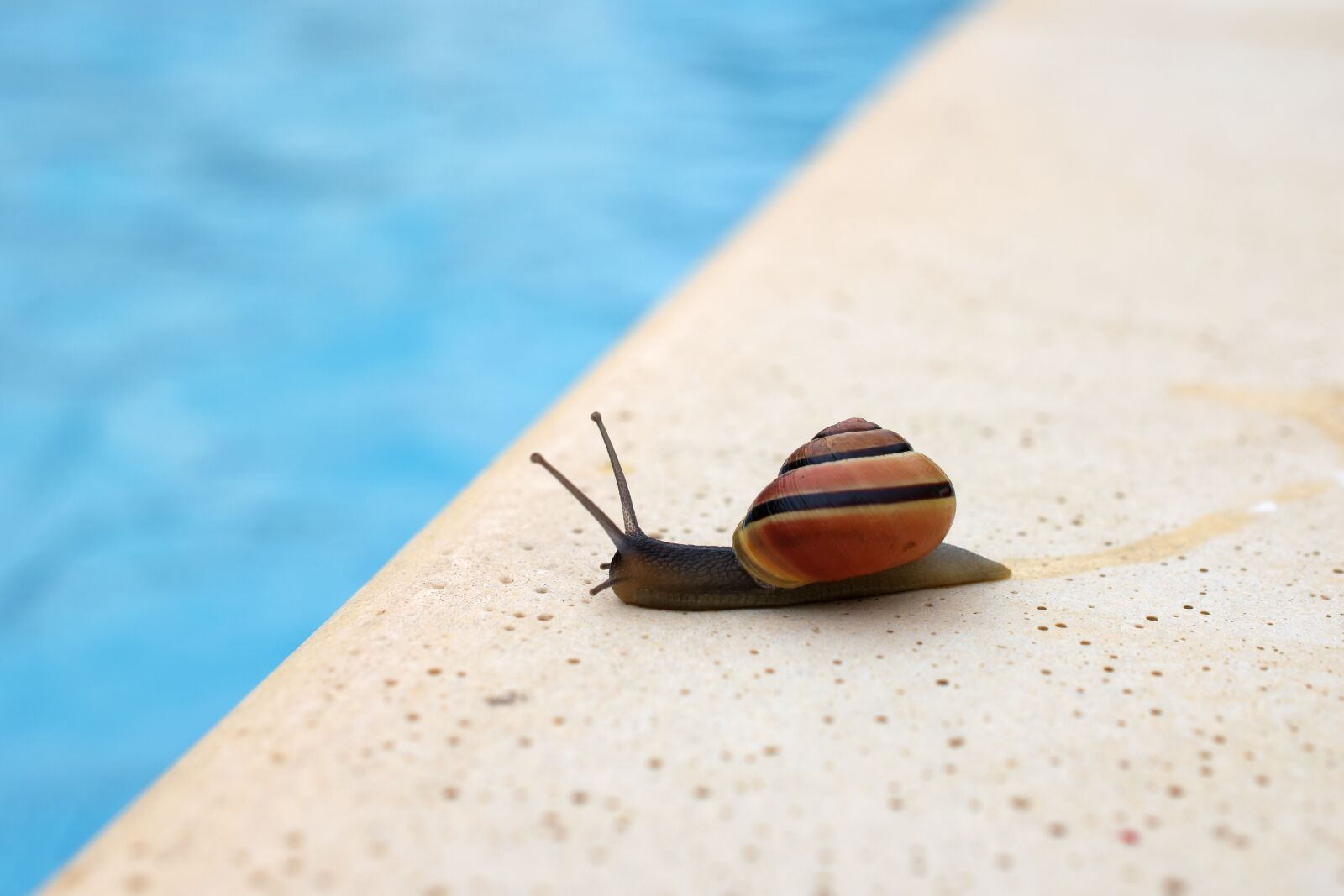 Nikon D5600 sample photo. Snail, shell, spiral photography