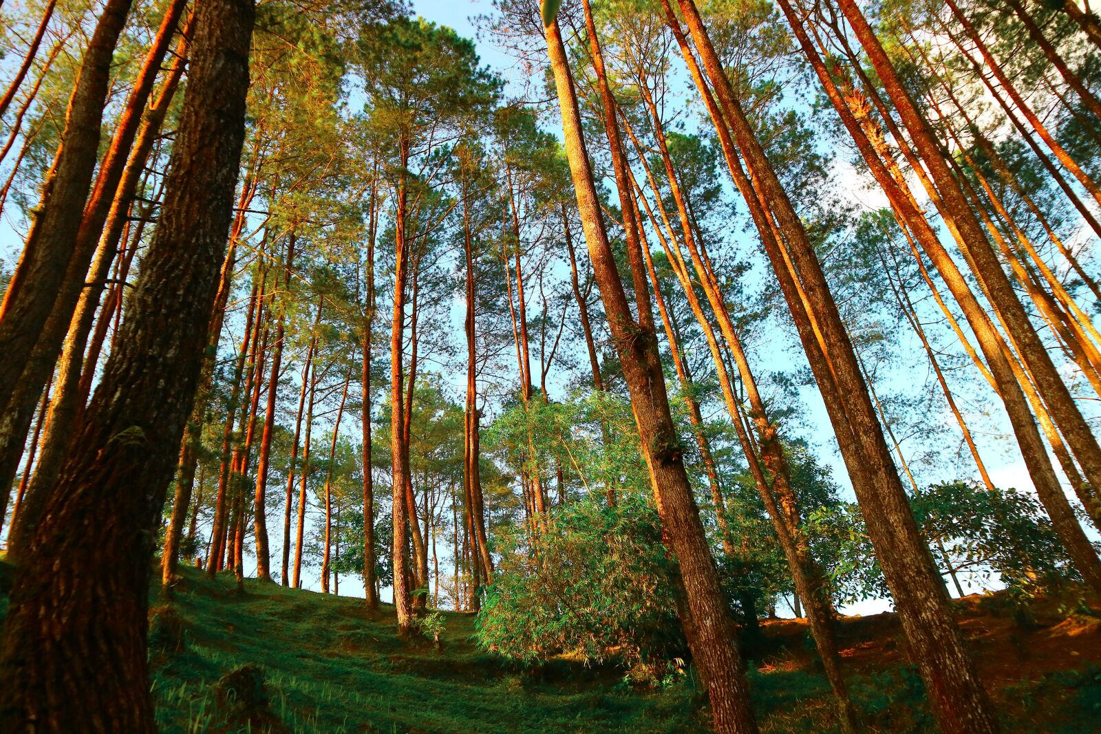 Canon EOS M3 sample photo. Wood, tree, nature photography