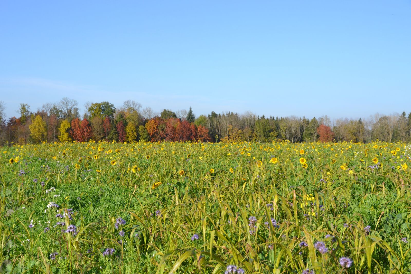 Nikon D3100 sample photo. Autumn, flower meadow, fodder photography