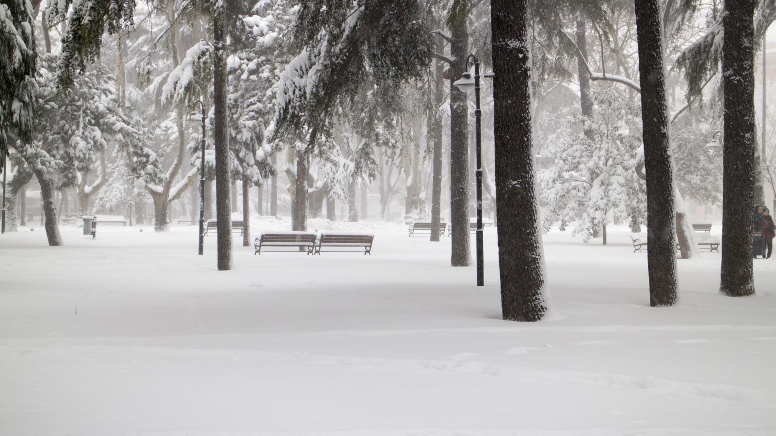 Canon EOS M sample photo. Snow, tree, snowy road photography