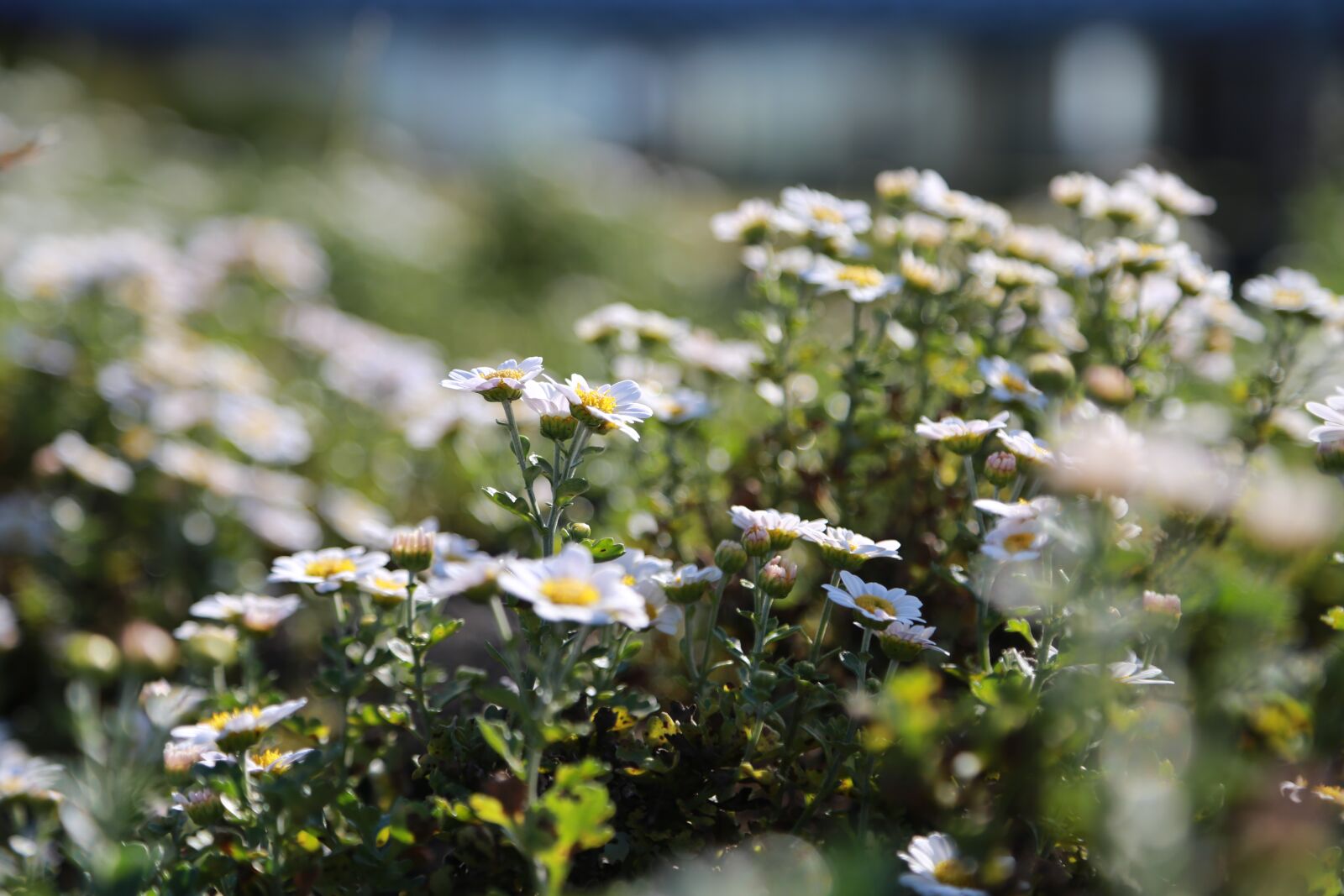 Canon EF 24-105mm F4L IS USM sample photo. Chrysanthemum, gujeolcho, wildflower photography