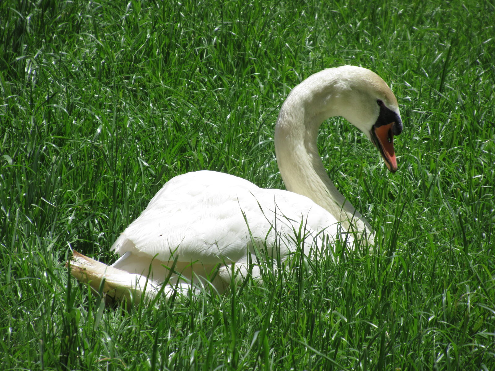 Canon PowerShot SX620 HS sample photo. Animal, beak, bird, eat photography
