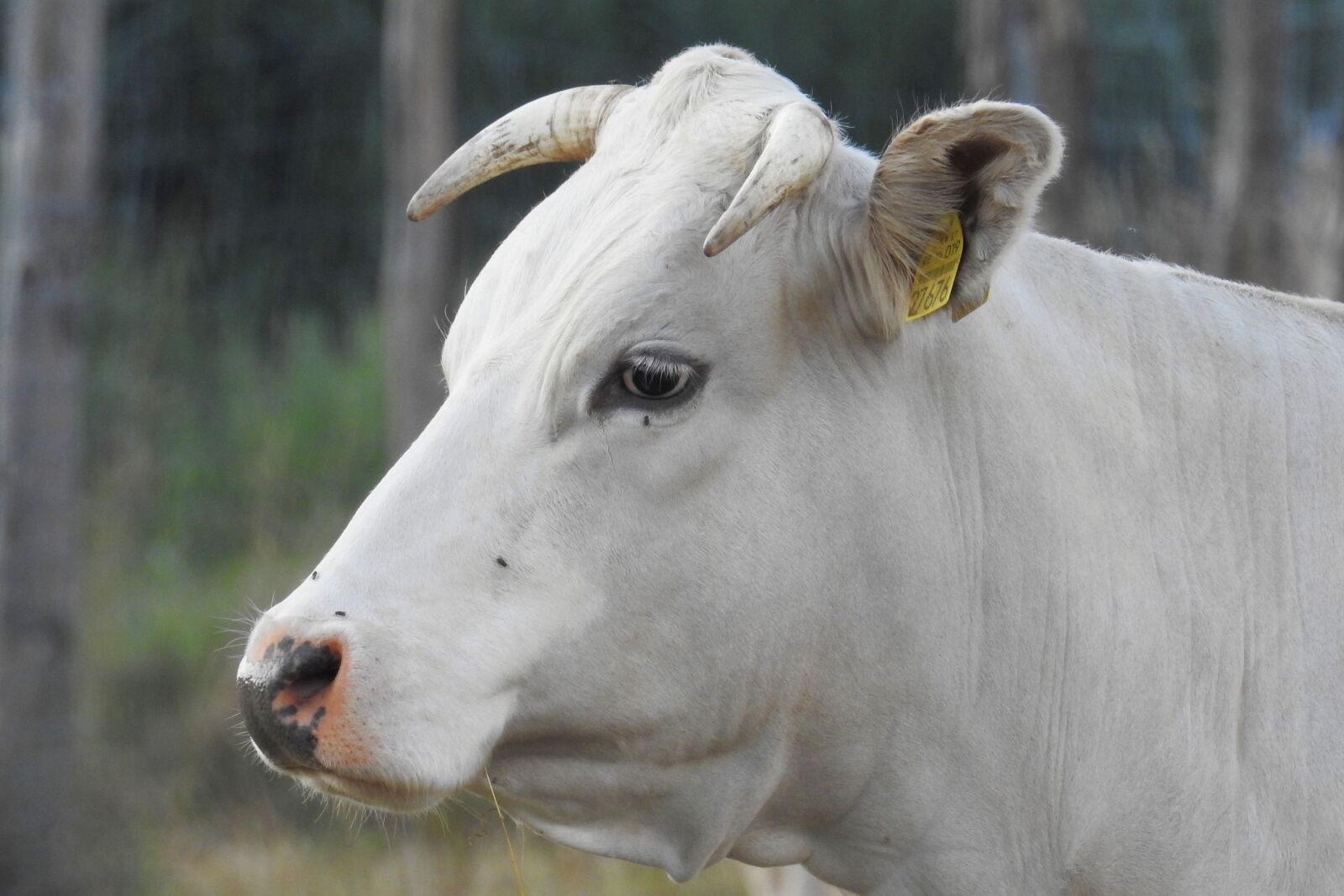 Nikon Coolpix P900 sample photo. Cow, beef, pasture photography