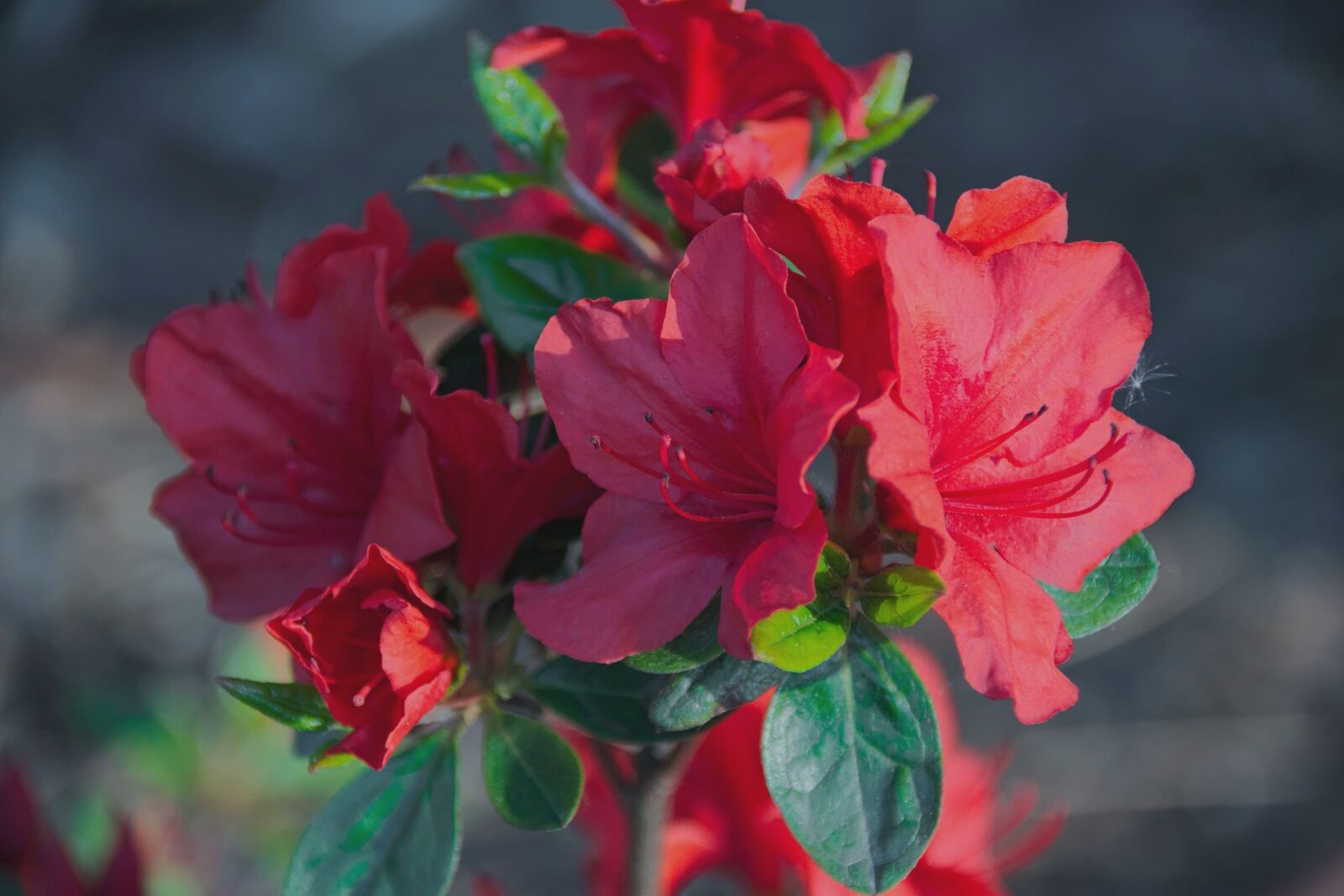 Nikon D3300 sample photo. Rhododendron japanese, azalea, japanese photography