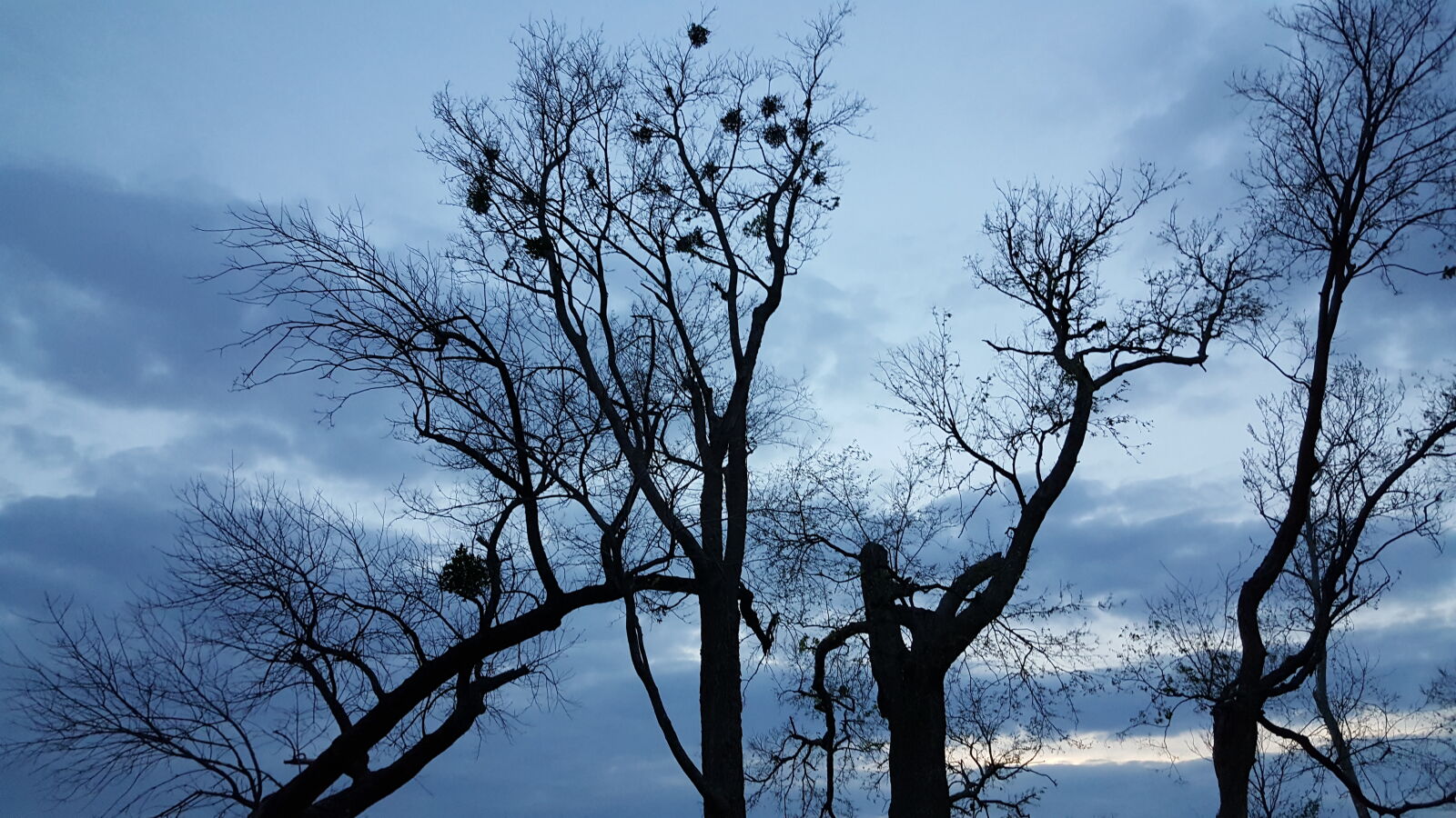 Samsung Galaxy Note5 sample photo. Cloudy, sky, dead, trees photography
