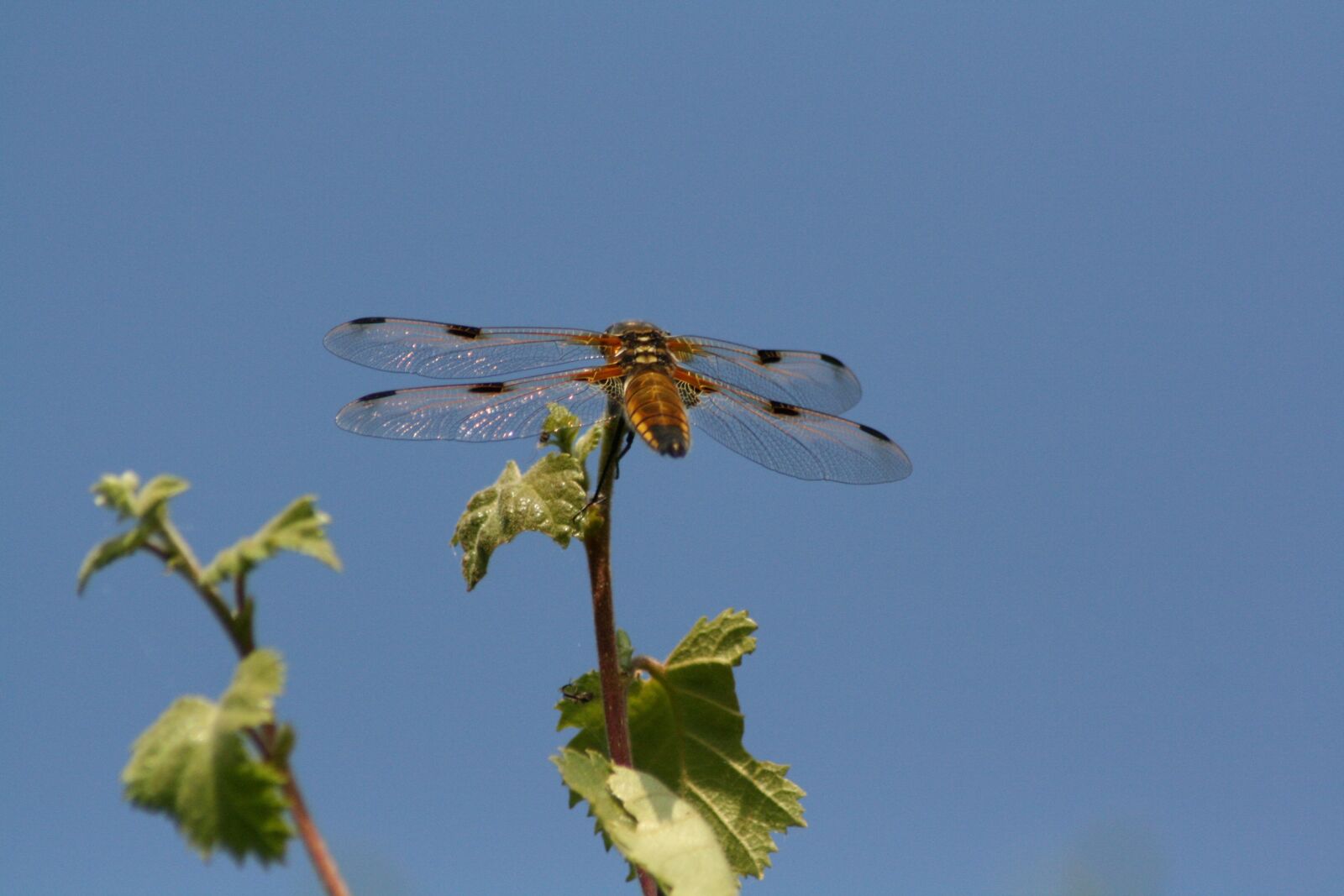 Canon EOS 400D (EOS Digital Rebel XTi / EOS Kiss Digital X) sample photo. Dragonfly, nature, bug photography