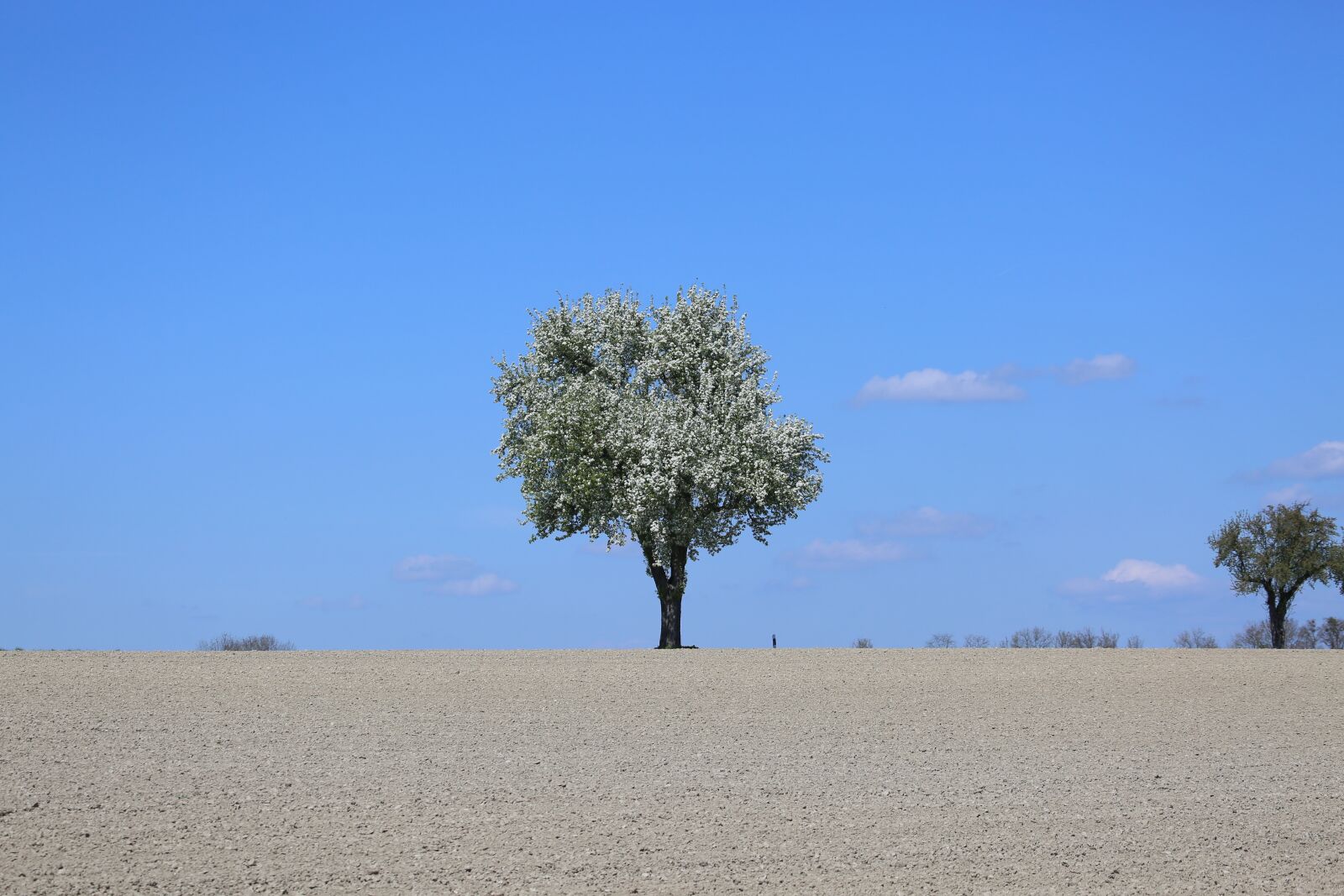 Canon EF 100-400mm F4.5-5.6L IS USM sample photo. Nature, tree, landscape photography