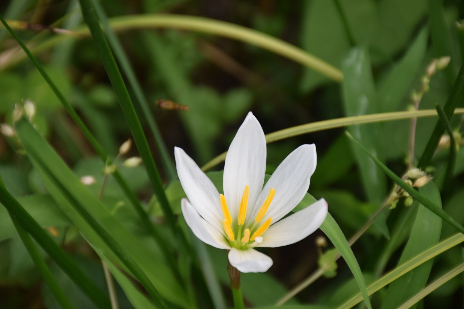 Nikon D5300 sample photo. Flower, green, in full photography