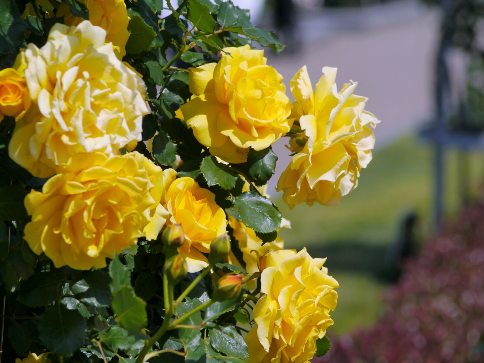 Panasonic Lumix DMC-GX1 sample photo. Verny park, france, rose photography
