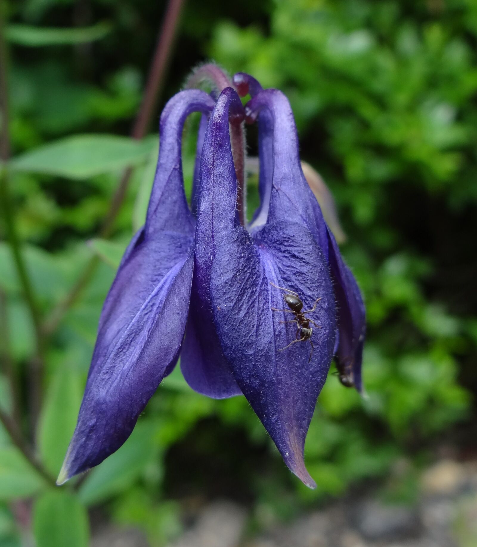 Sony Cyber-shot DSC-HX100V sample photo. Purple flower, floral, garde photography