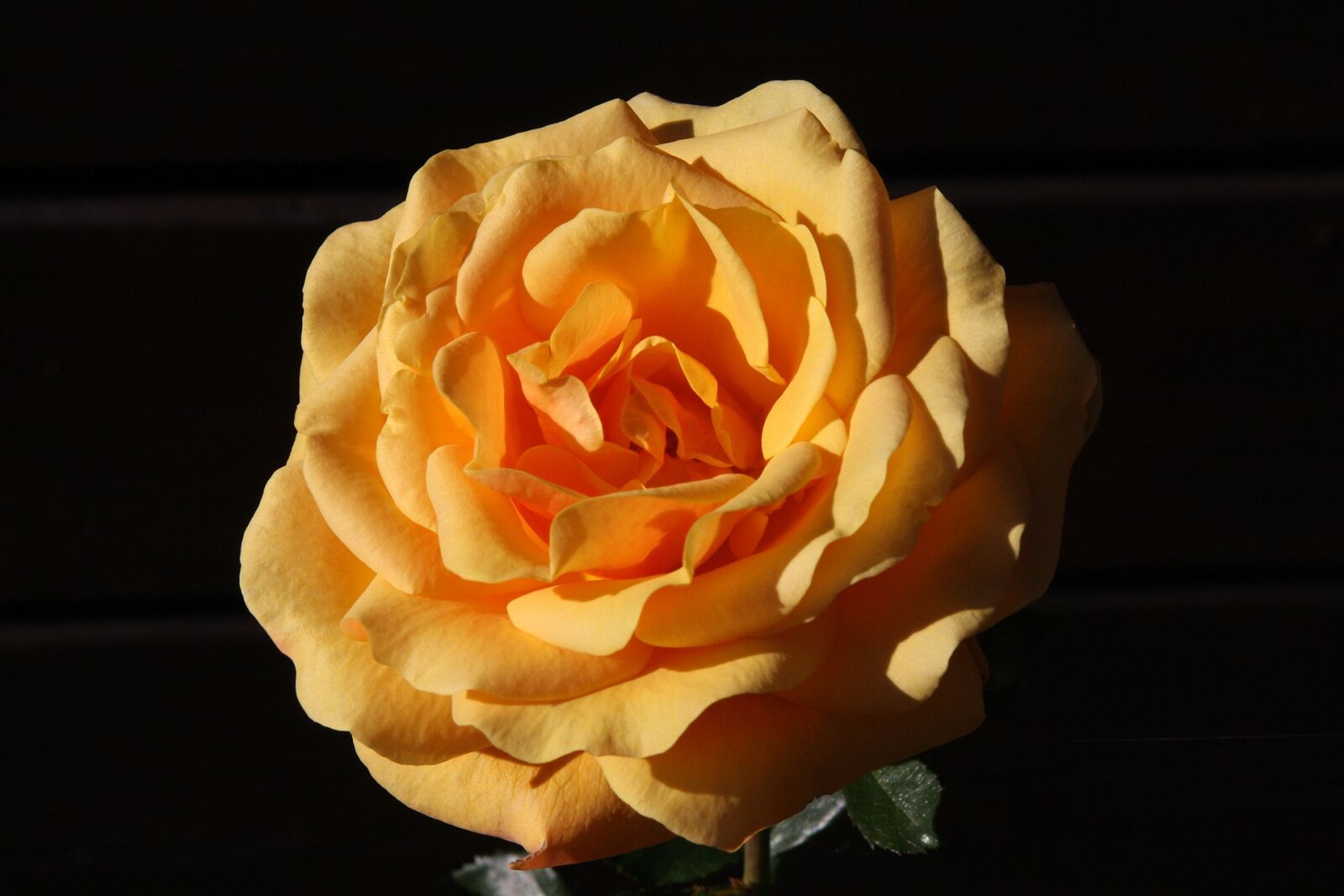 Canon EOS 40D sample photo. Flowers, rosa, flower photography