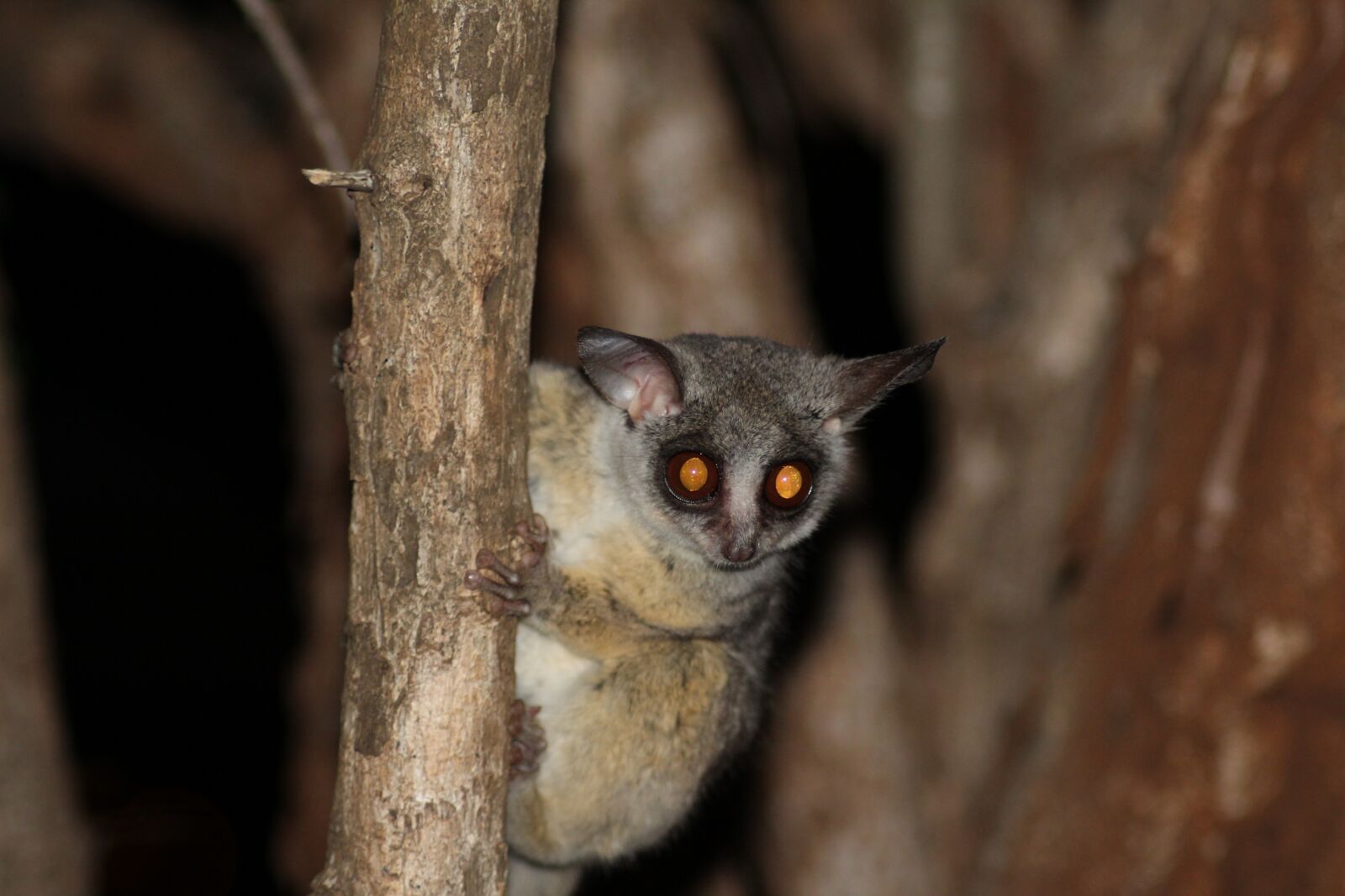 Canon EOS 1200D (EOS Rebel T5 / EOS Kiss X70 / EOS Hi) sample photo. Eyes, red, tarsier photography