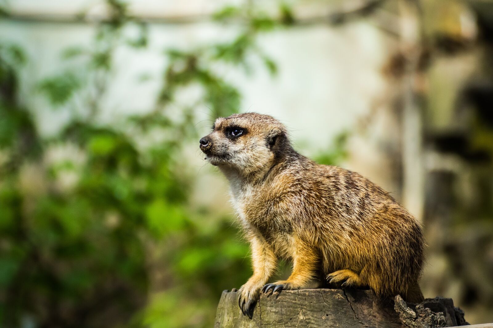 Canon EOS 750D (EOS Rebel T6i / EOS Kiss X8i) sample photo. Surykatka, zoo, portrait photography