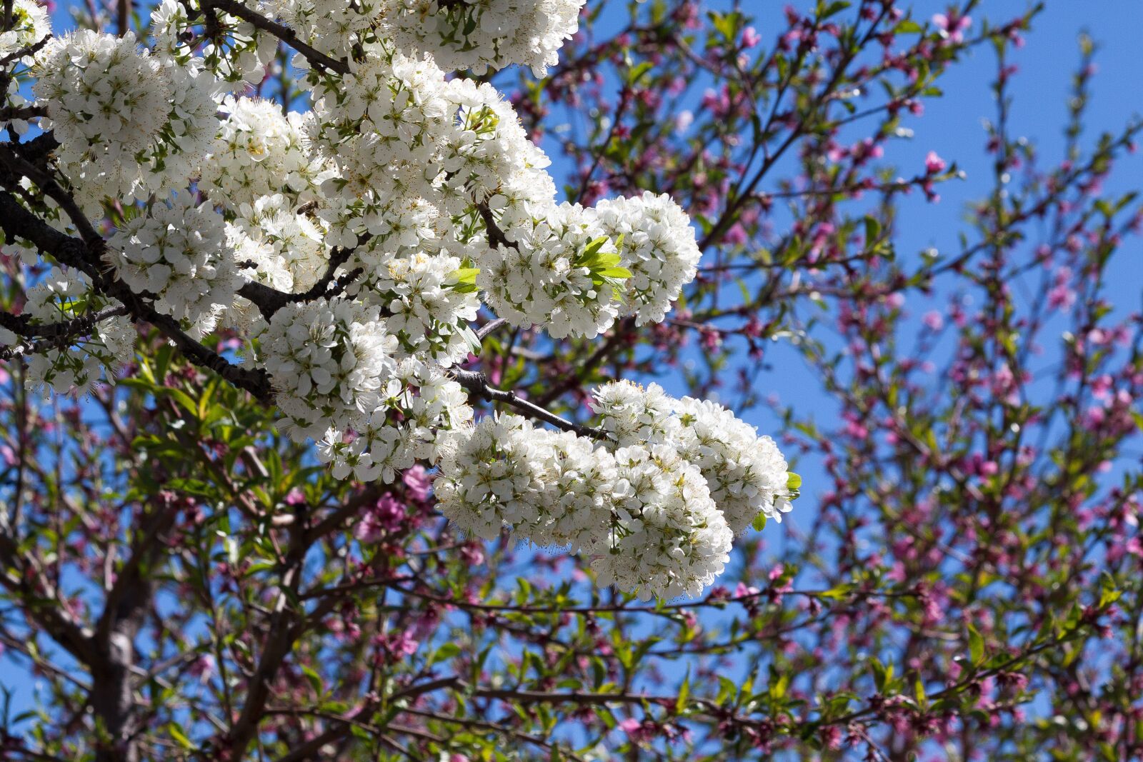Canon EOS 50D sample photo. Mirabelle, blossom, bloom photography