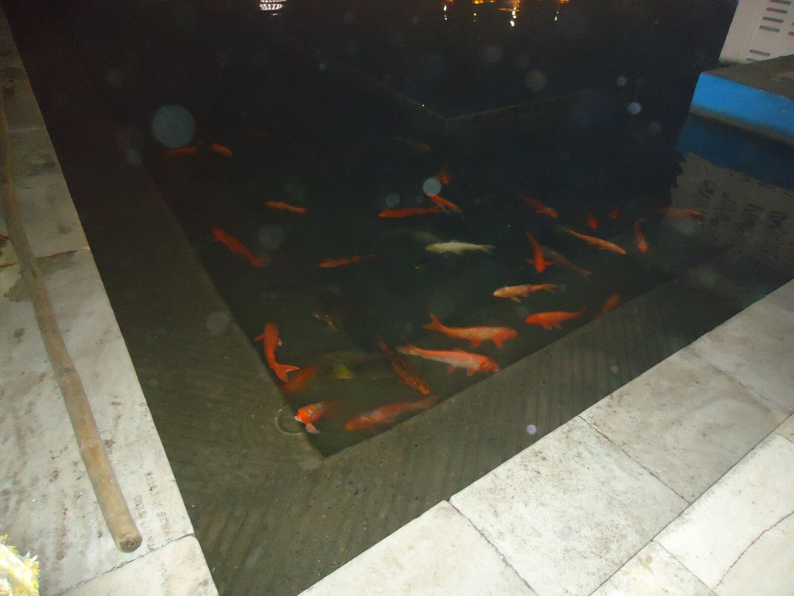 Sony Cyber-shot DSC-W320 sample photo. Fish, goldfish, water photography