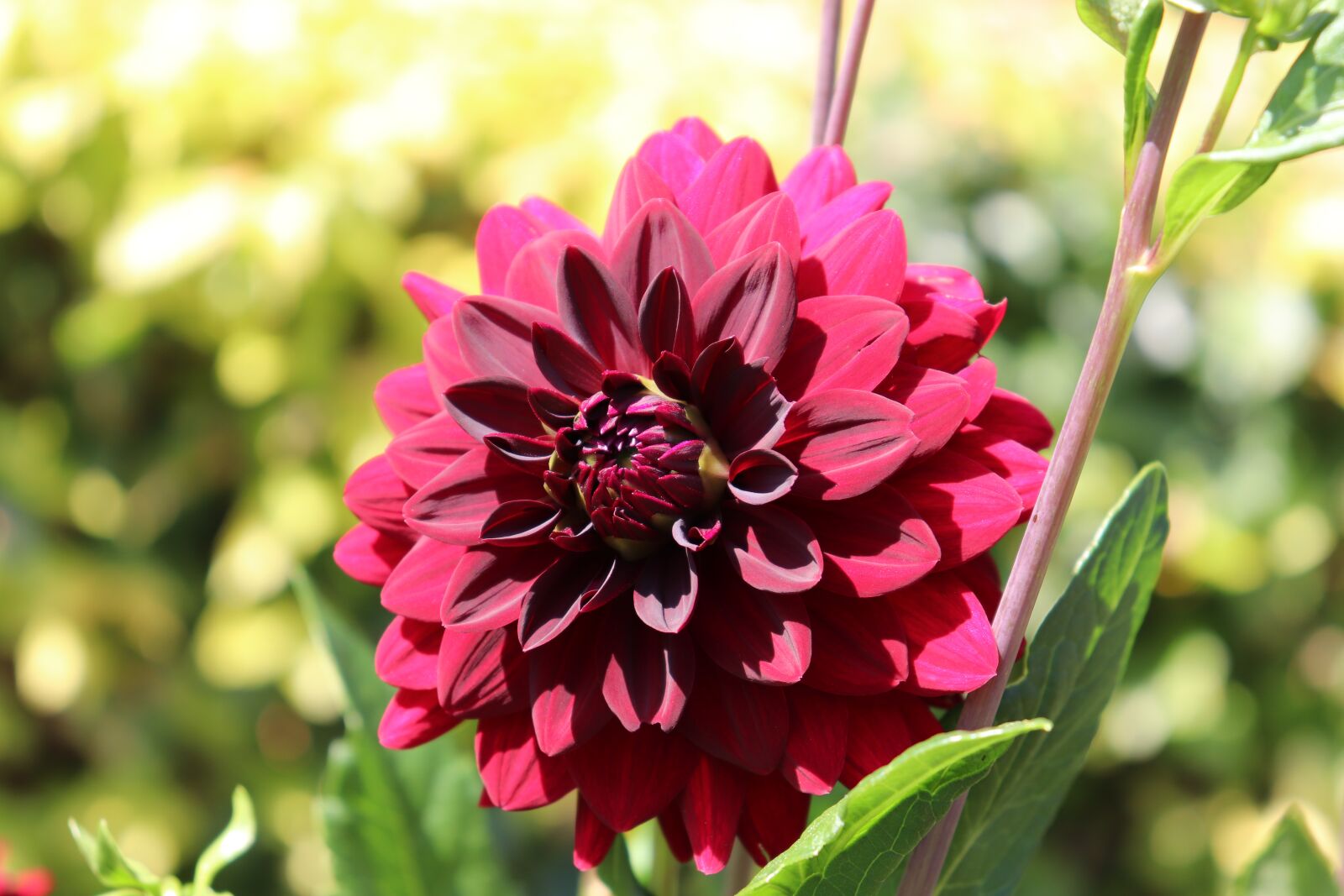 Canon EOS 800D (EOS Rebel T7i / EOS Kiss X9i) sample photo. Dahlias, blood red color photography