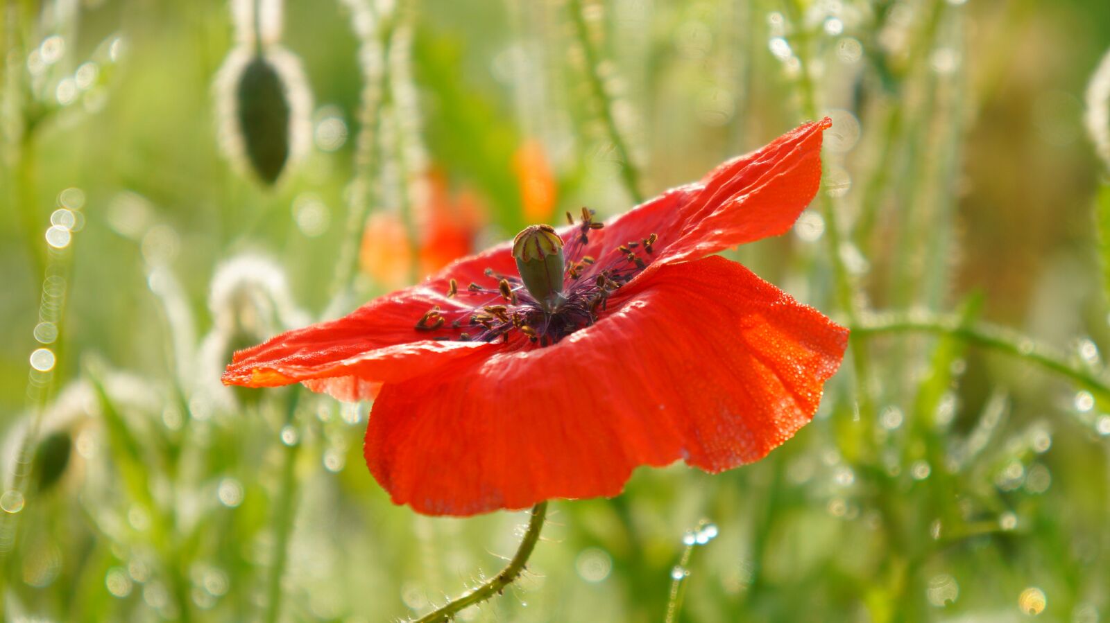 Sony Alpha a3000 + Sony E 18-55mm F3.5-5.6 OSS sample photo. Nature, plants, poppy photography