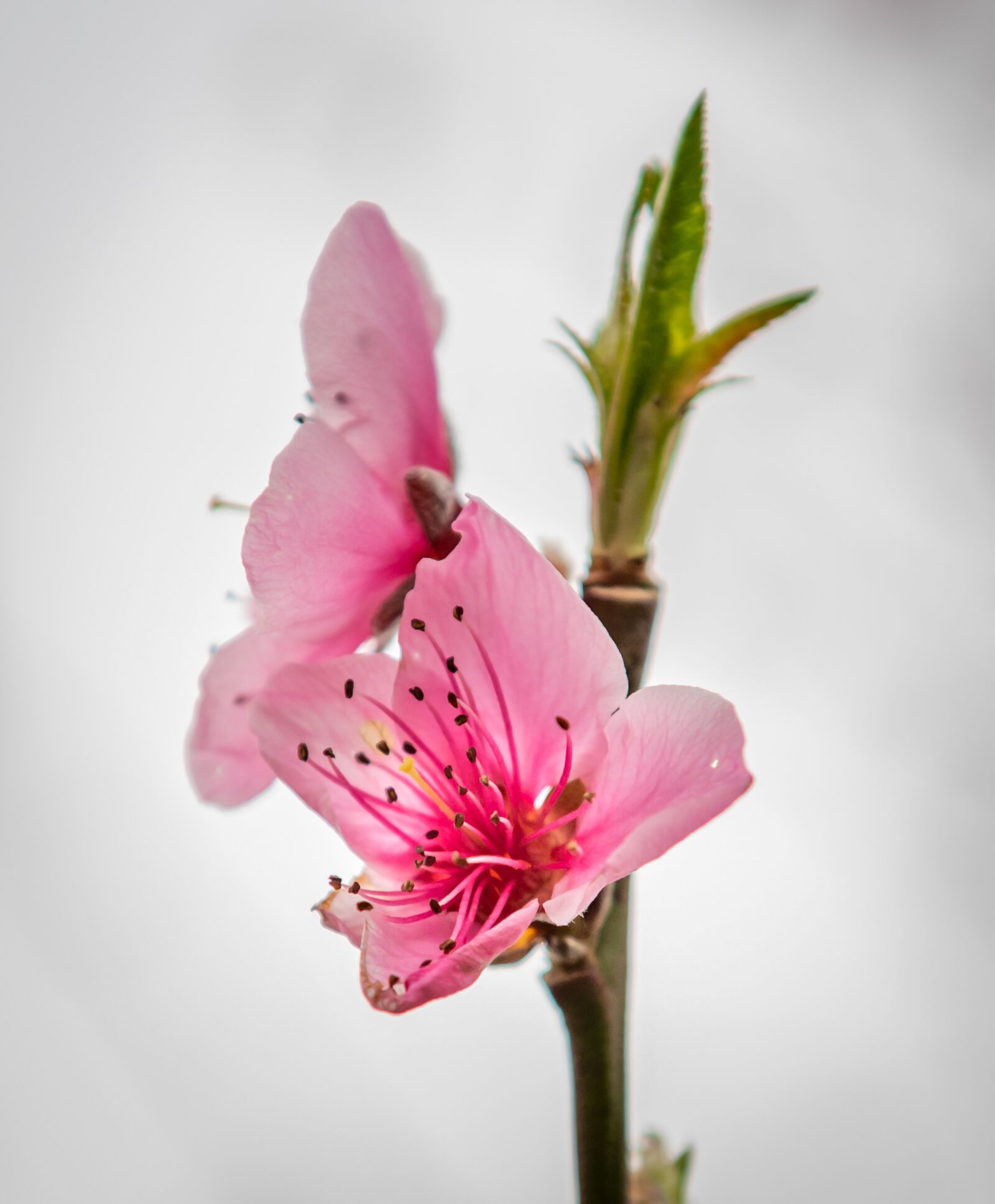 Nikon D750 sample photo. Peach blossom, fruit tree photography