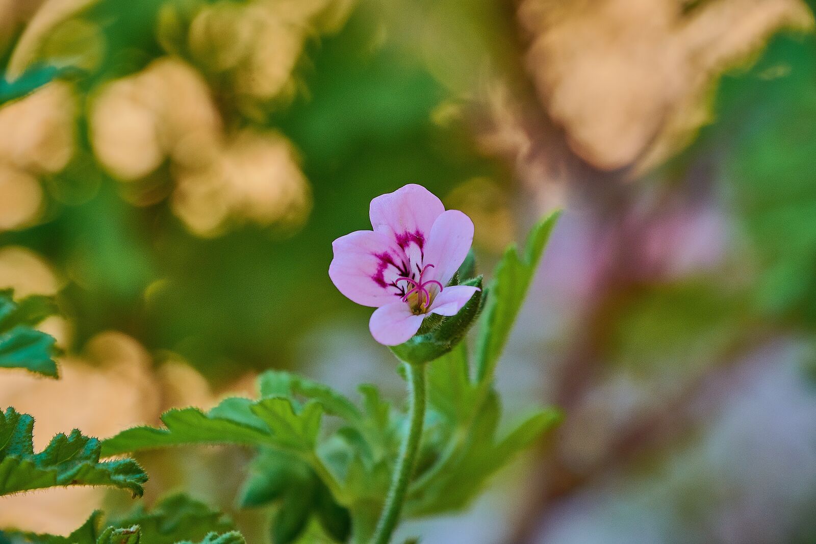 Nikon D7200 sample photo. Geranium lemon, flowering, petals photography