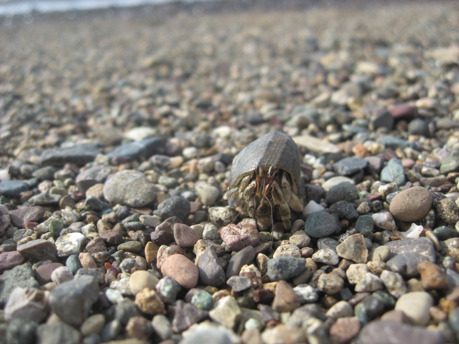 Canon POWERSHOT A560 sample photo. Hermit crab, seaside, crustacean photography